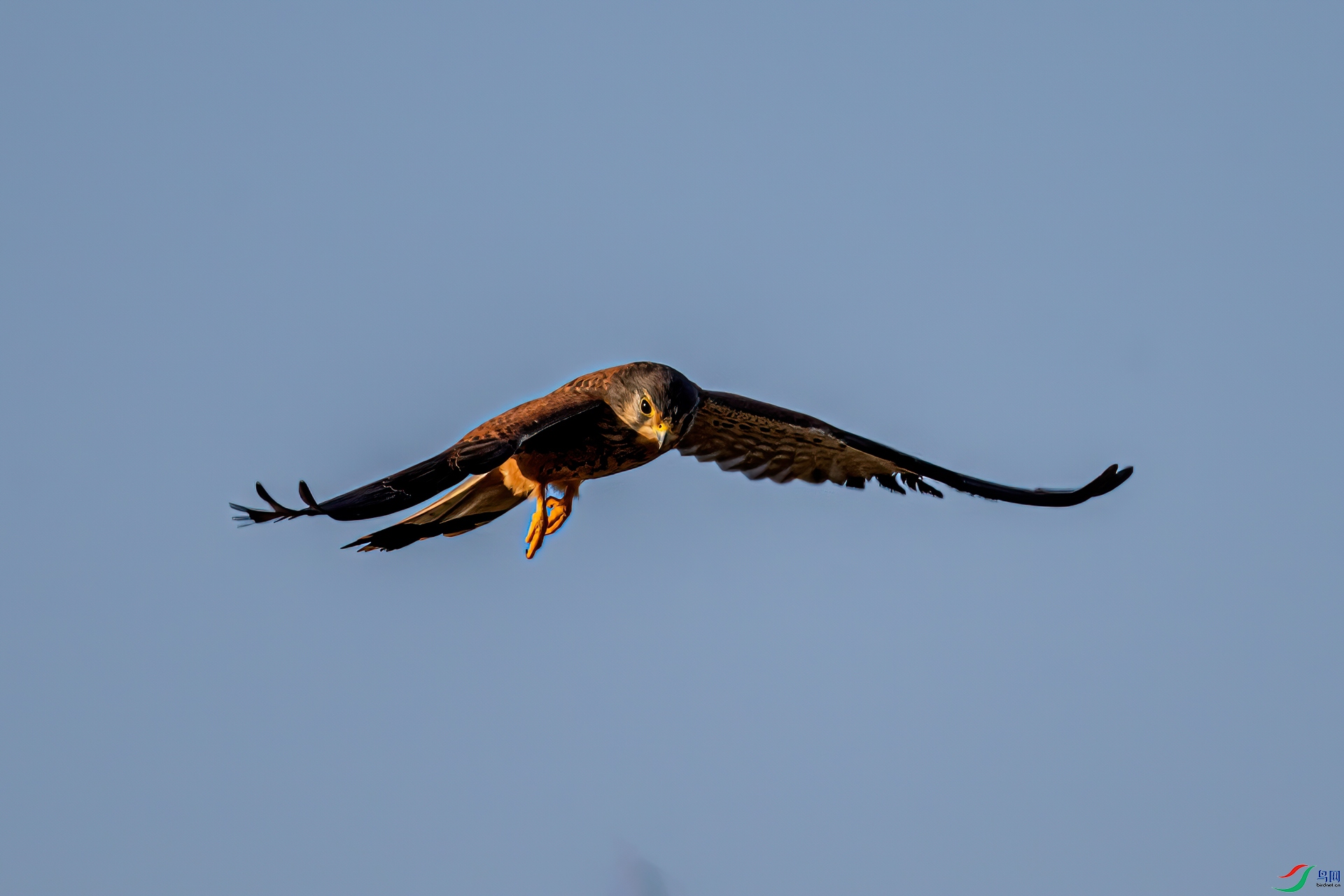 DSC_2455-11.jpg