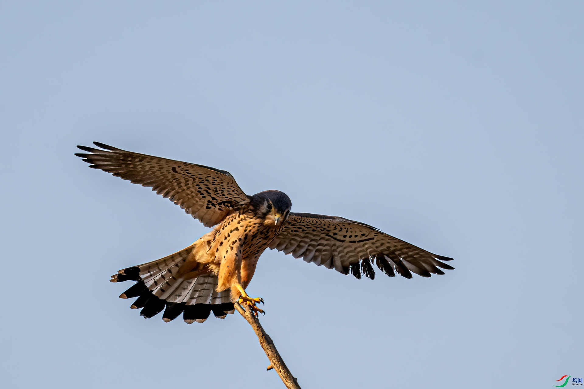 DSC_2462-11.jpg