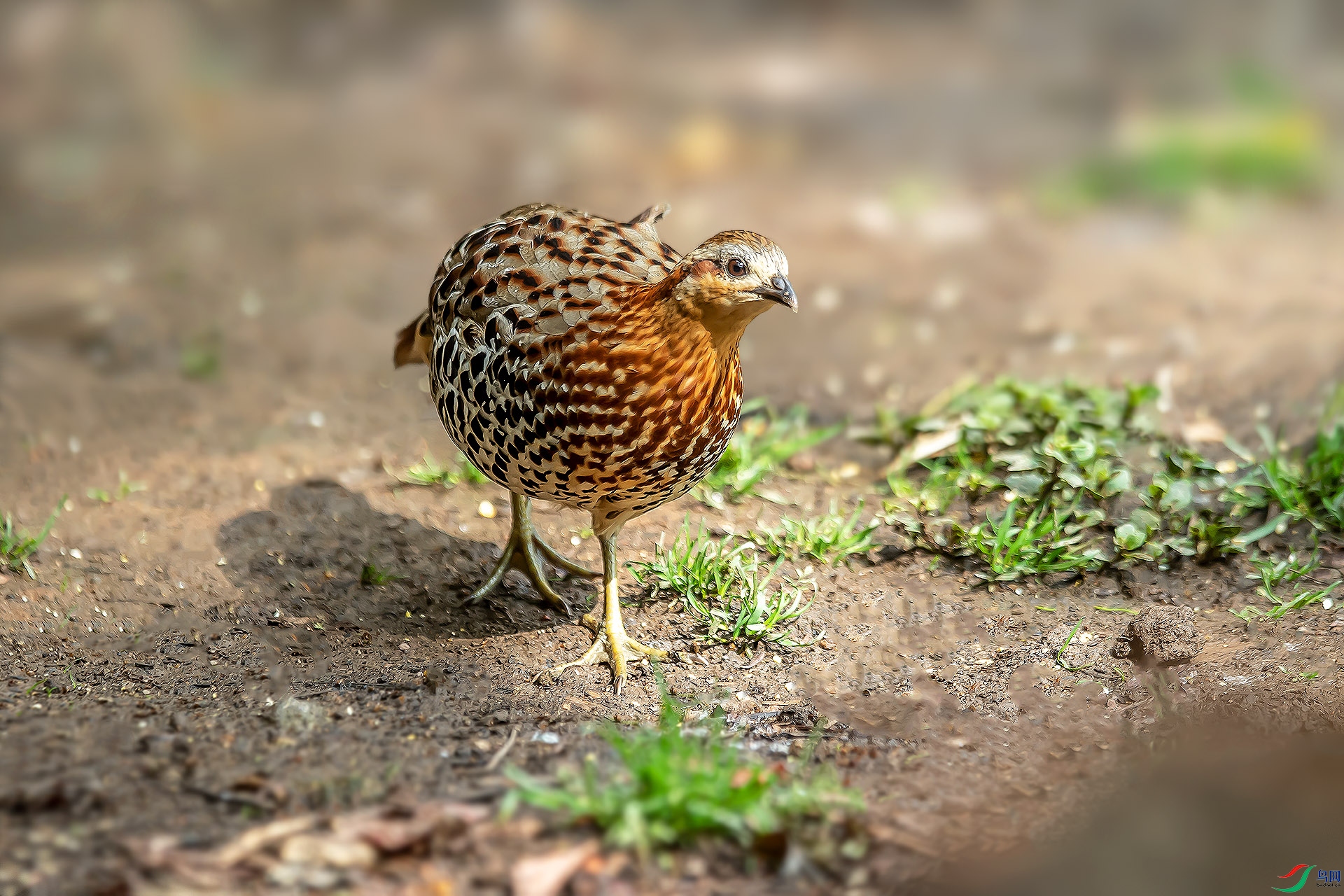DSC_9013.jpg
