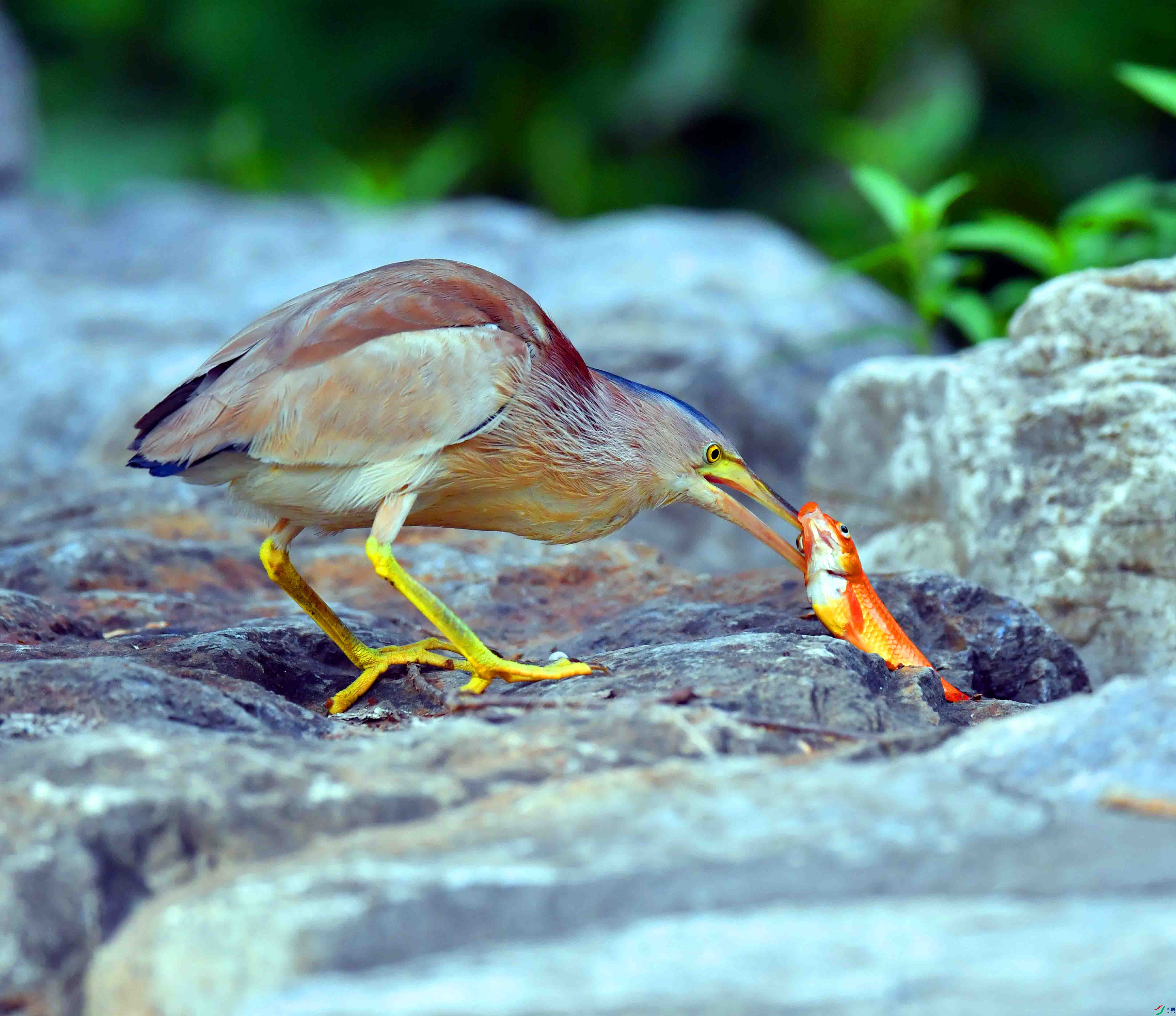 DSC_0005.JPG