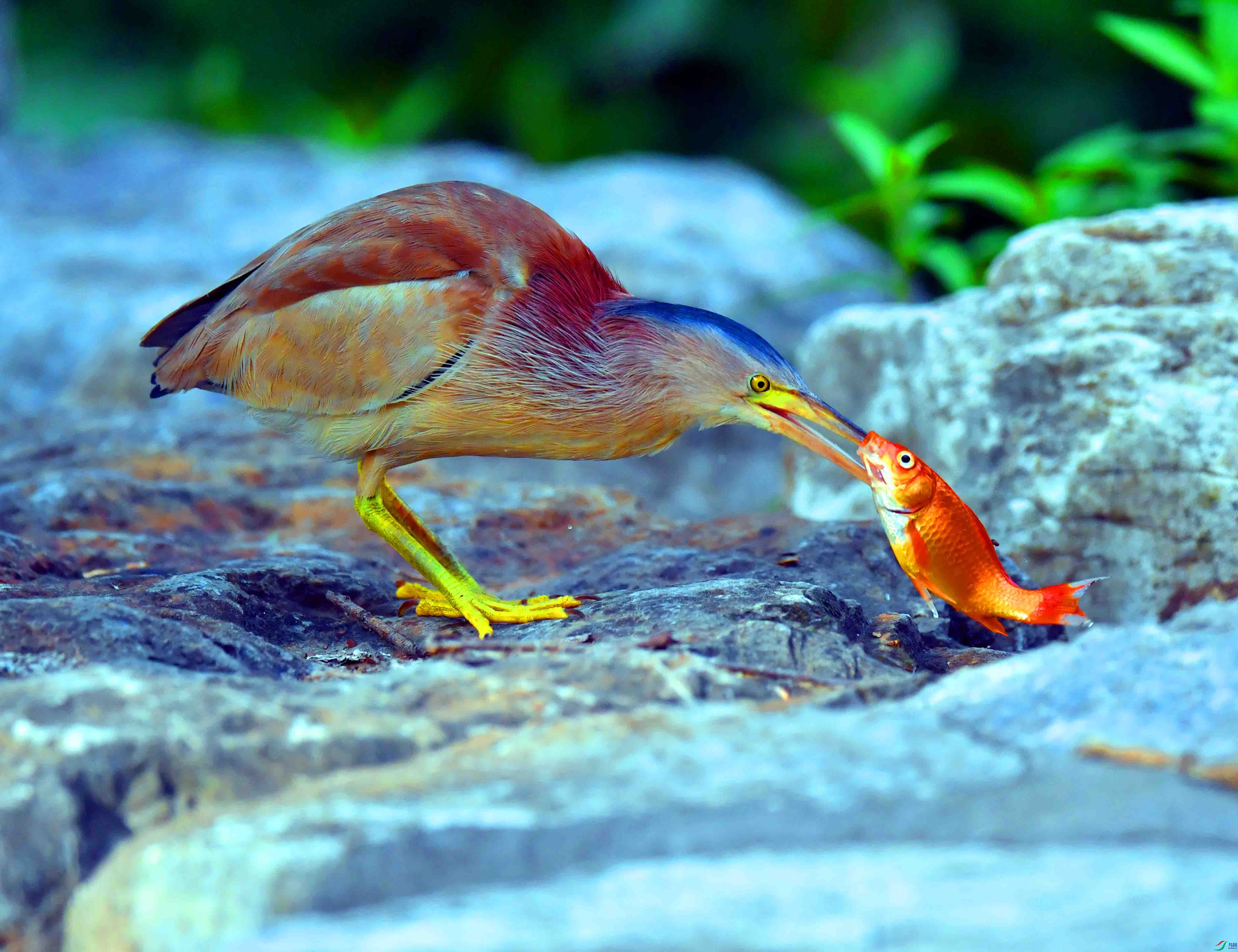 DSC_0035.JPG