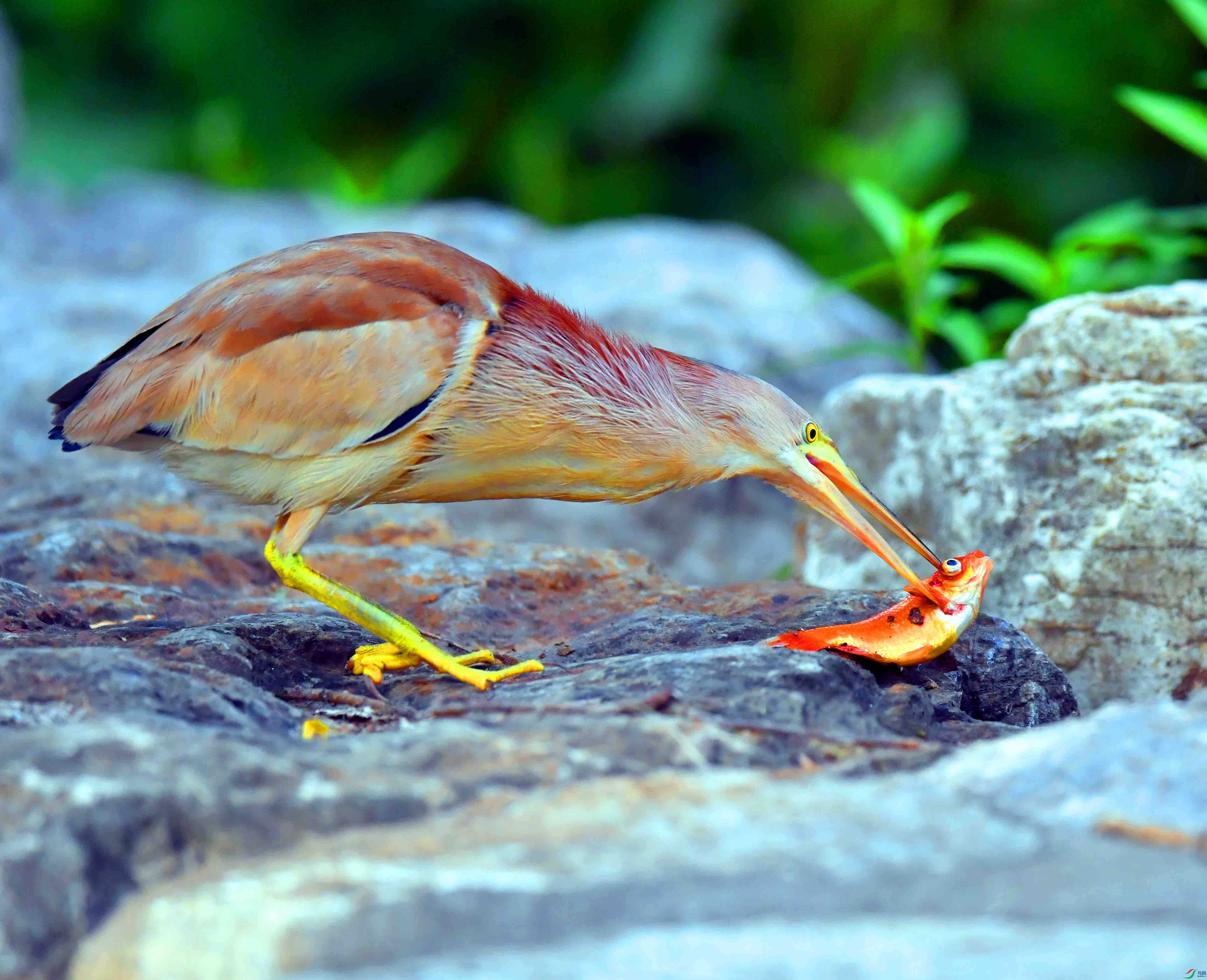 DSC_0167.JPG