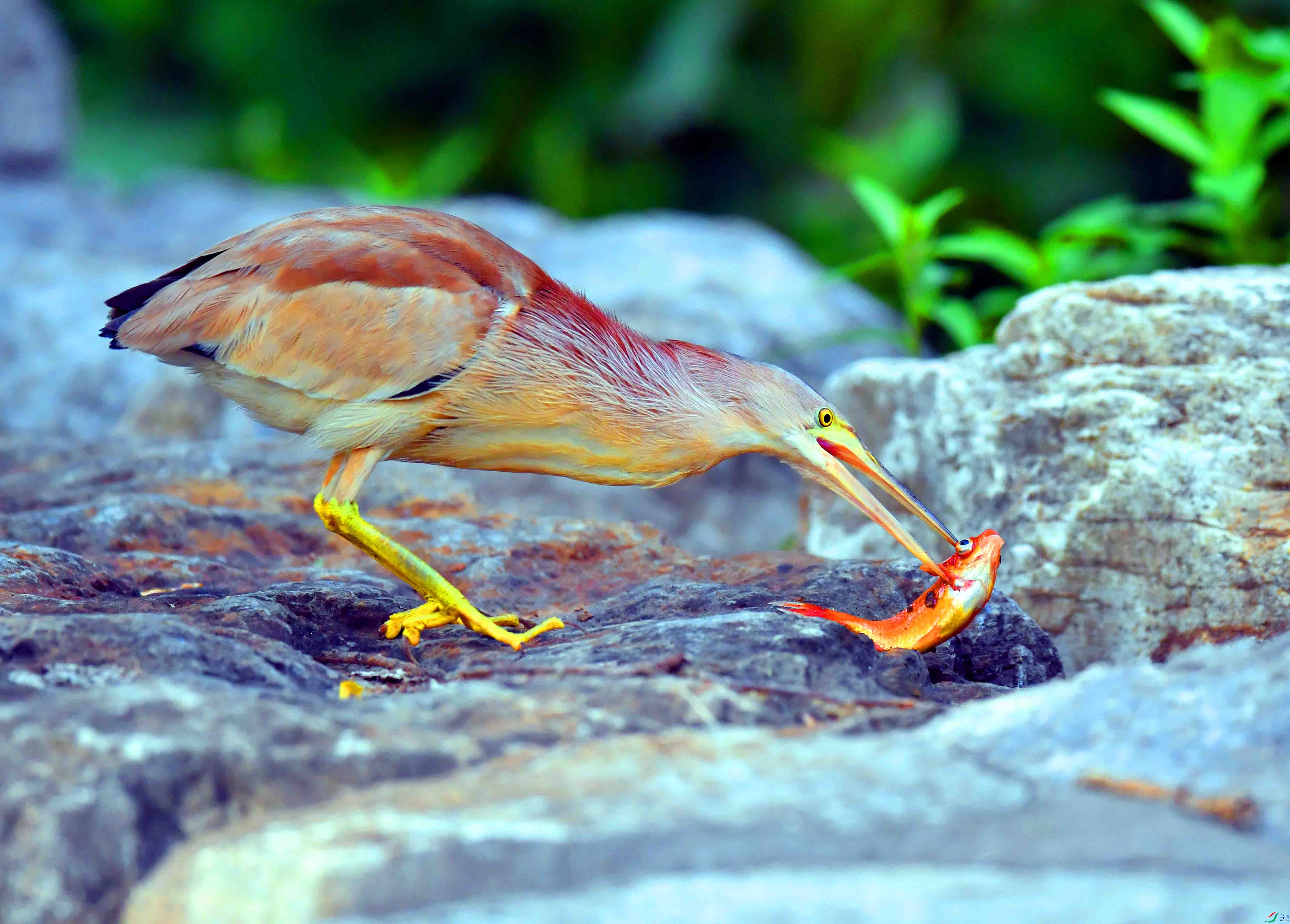 DSC_0165.JPG