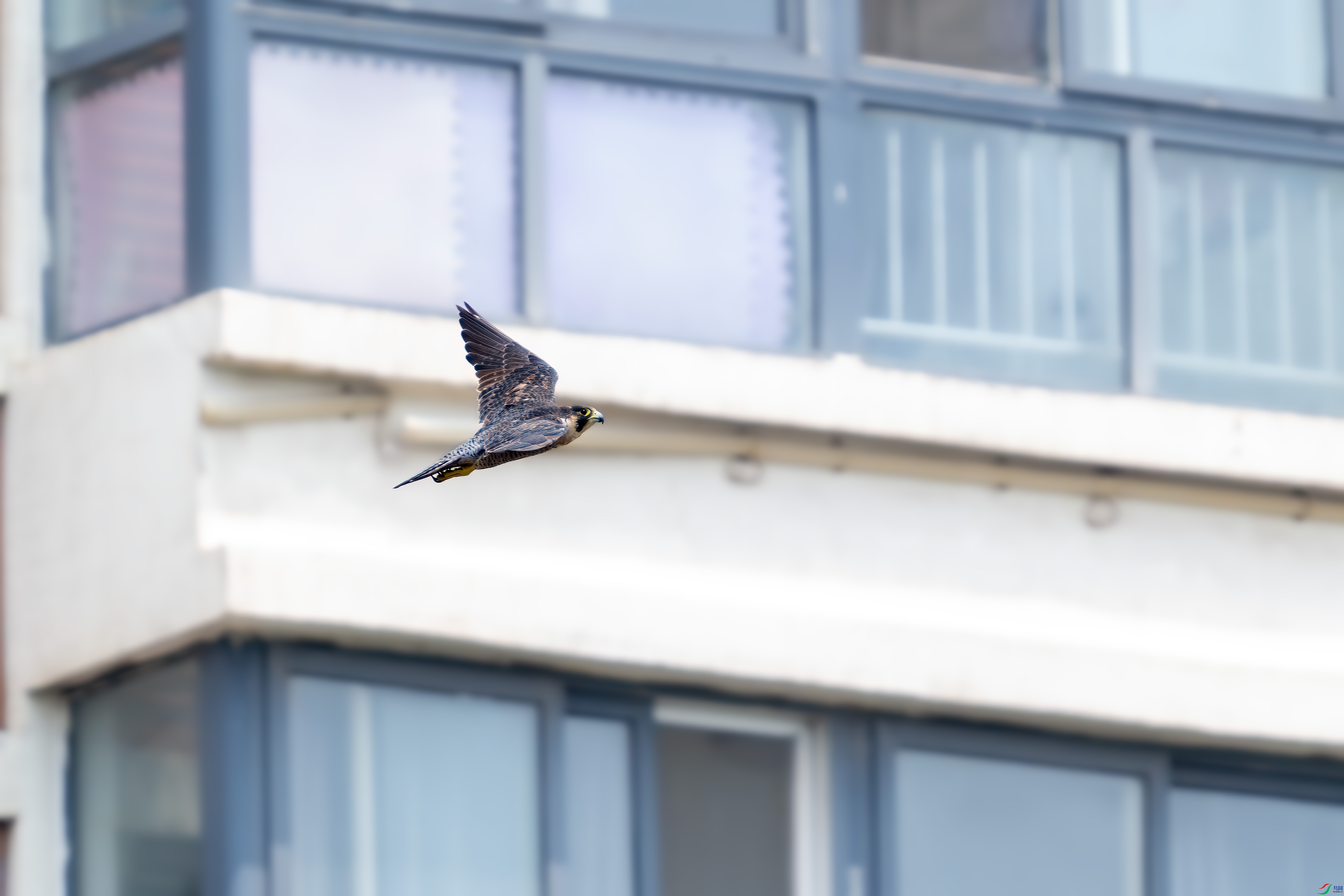 _DSC9529.jpg