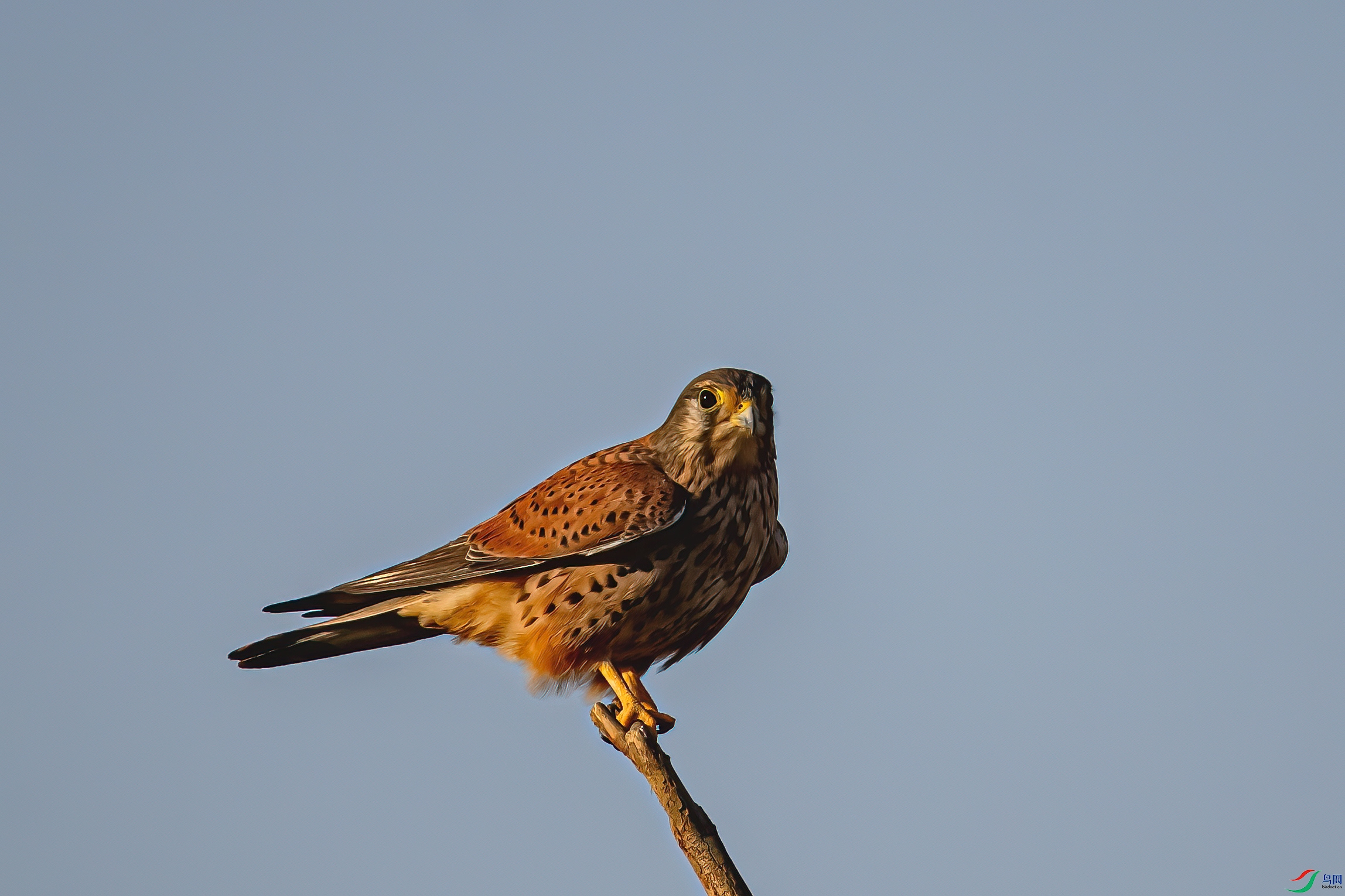 DSC_2481-11.jpg