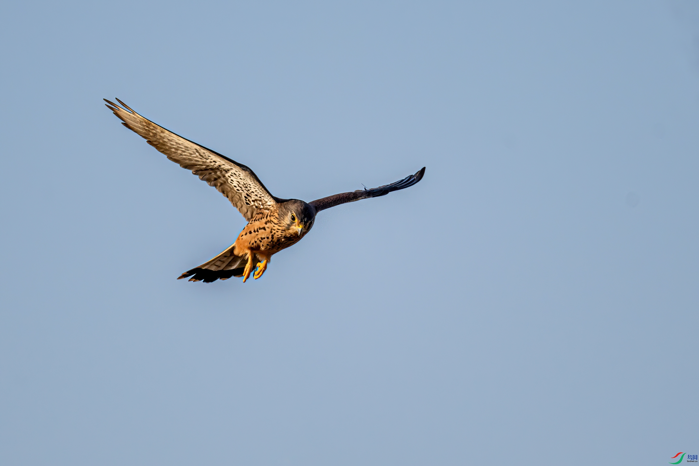 DSC_2457-11.jpg