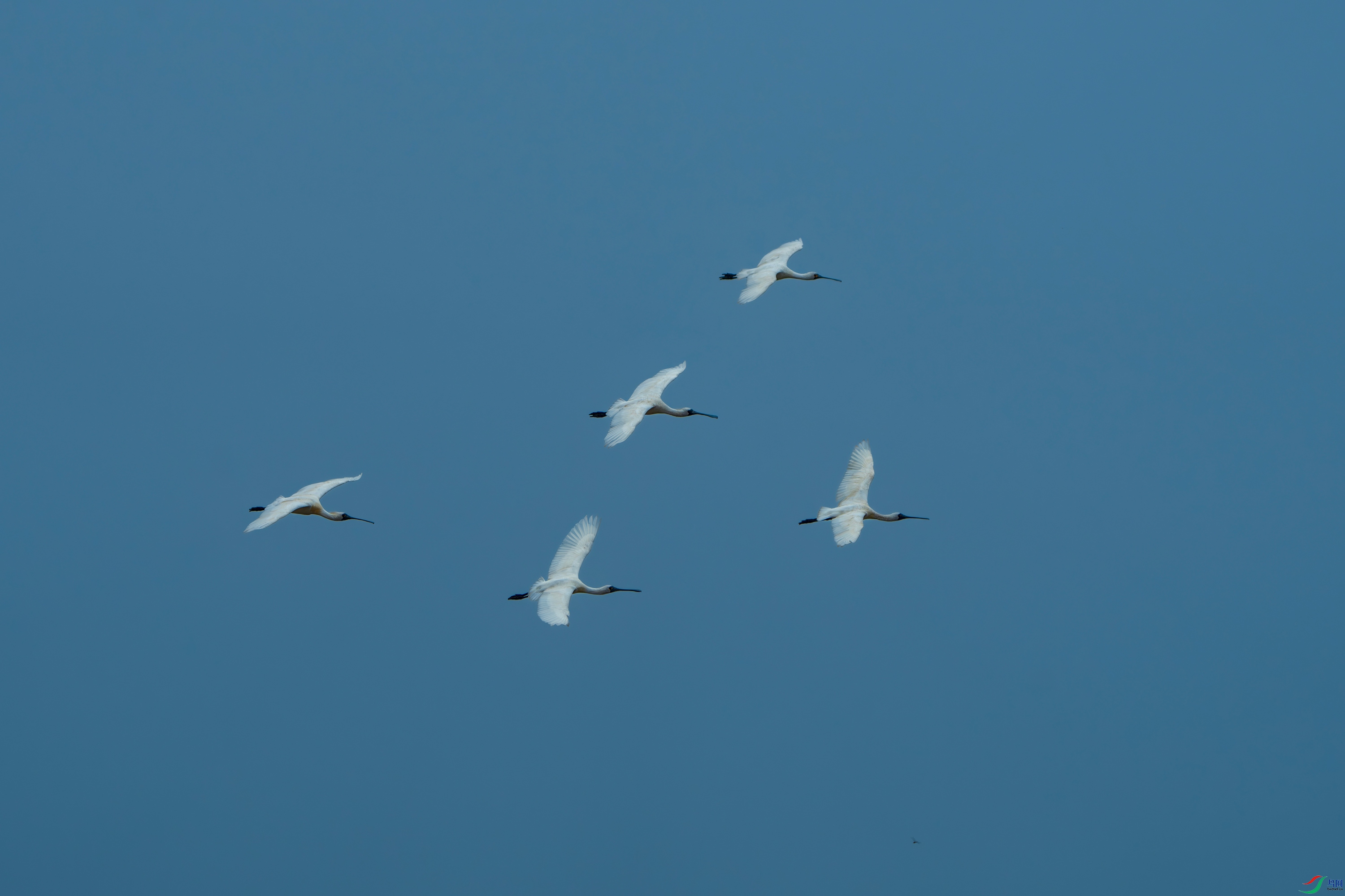 DSC005288-����ǿ-NR-����.jpg