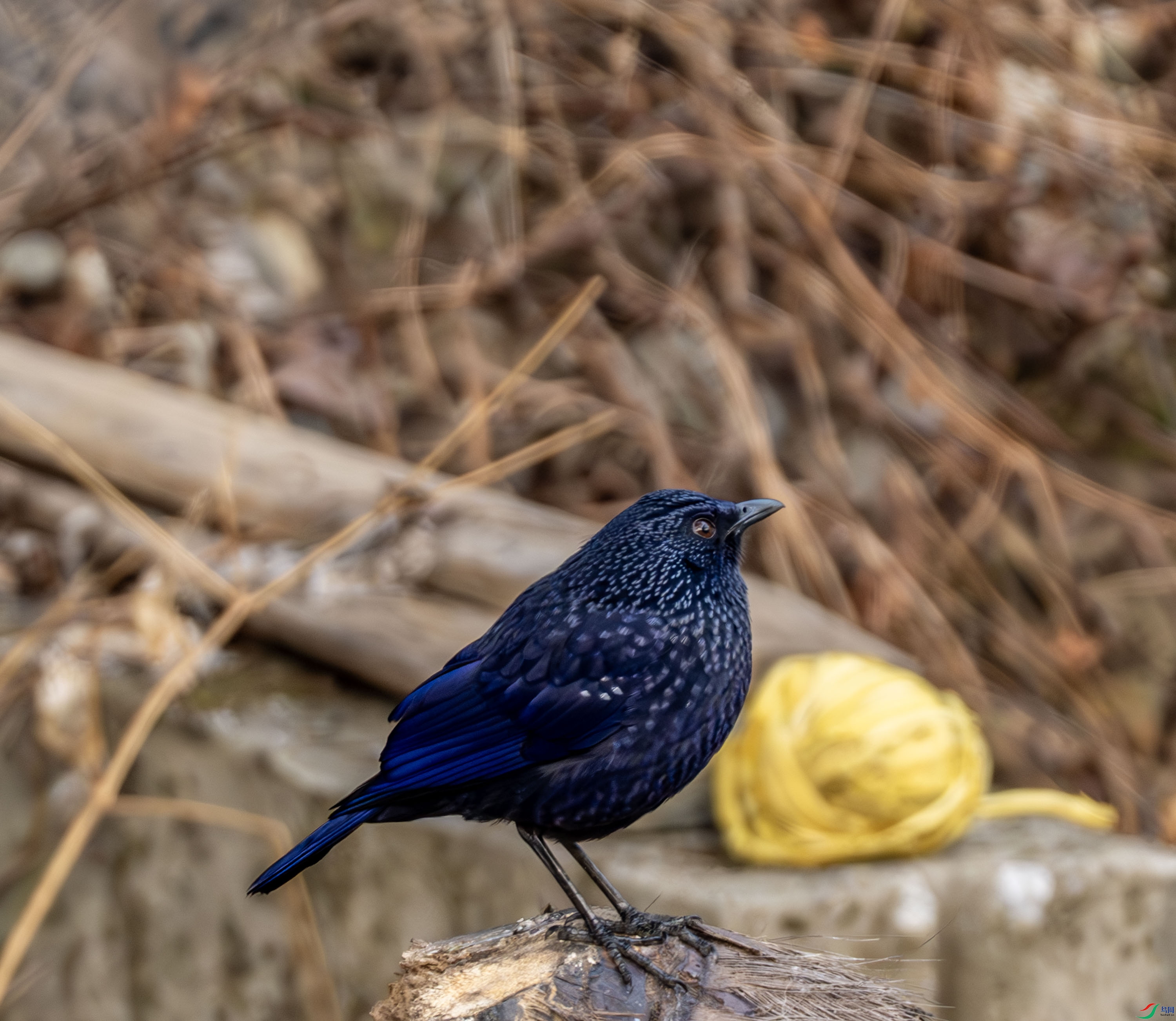 ��Х�-02-5.jpg