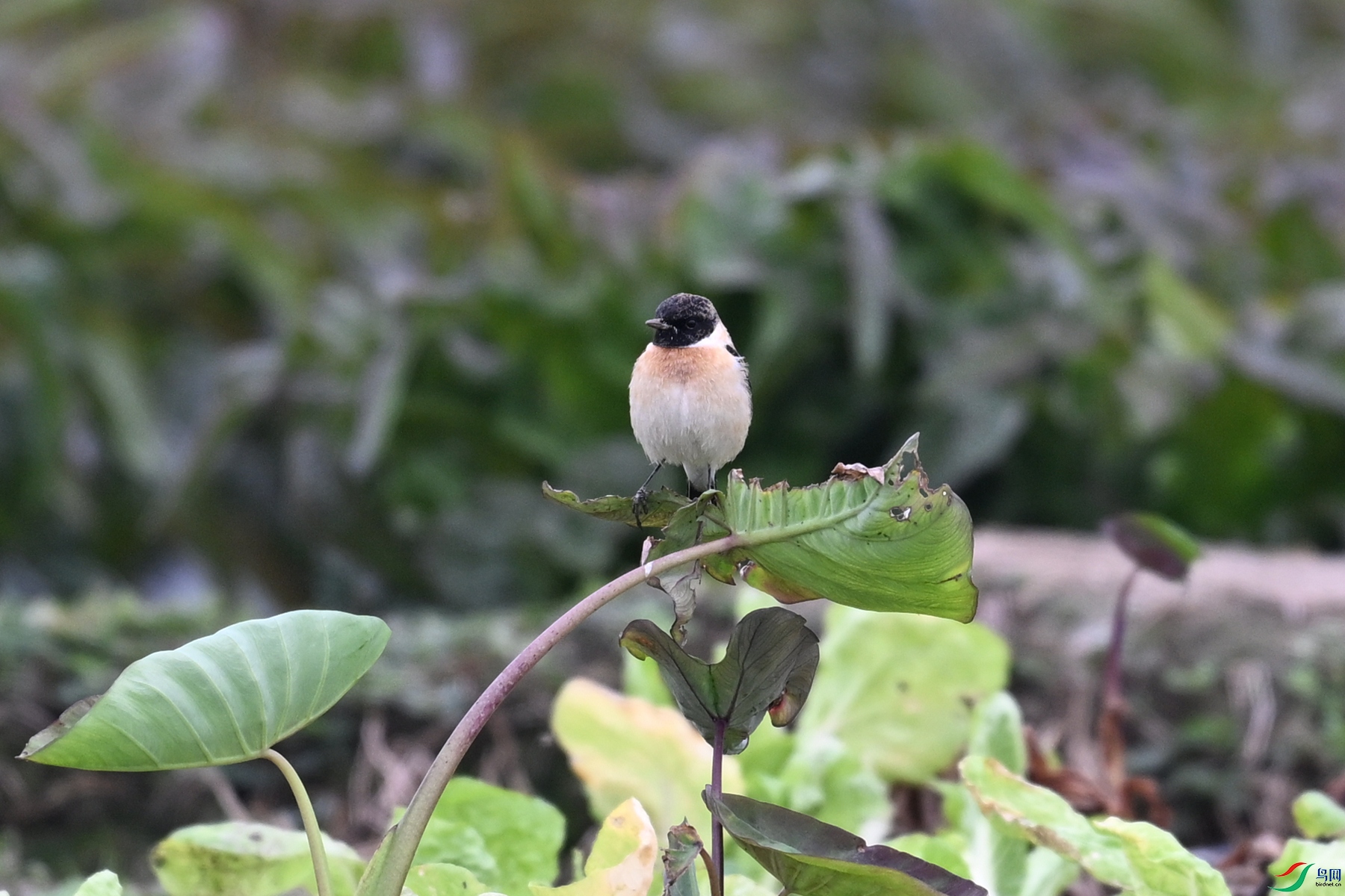 DSC_5244.JPG