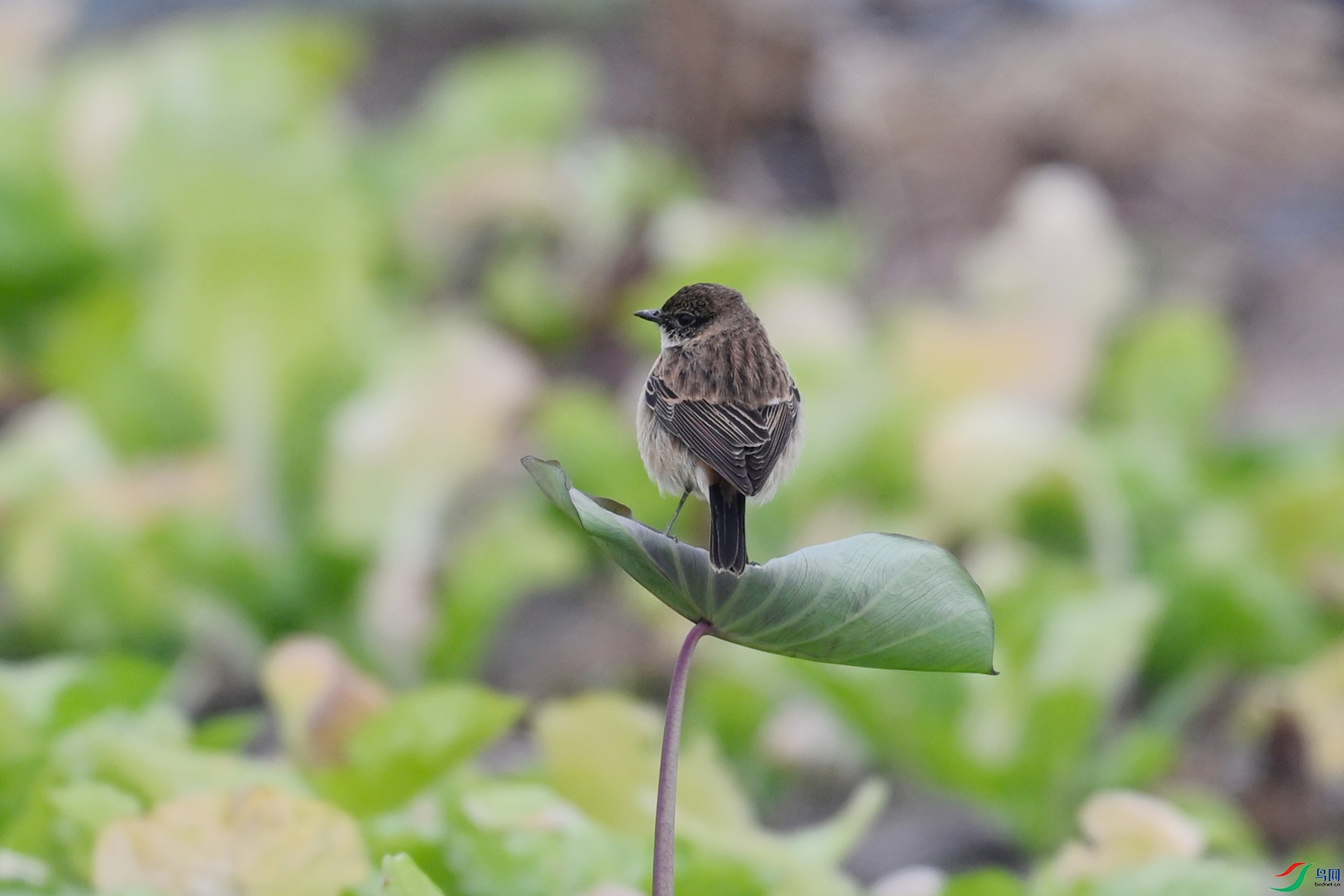 DSC_5247.JPG