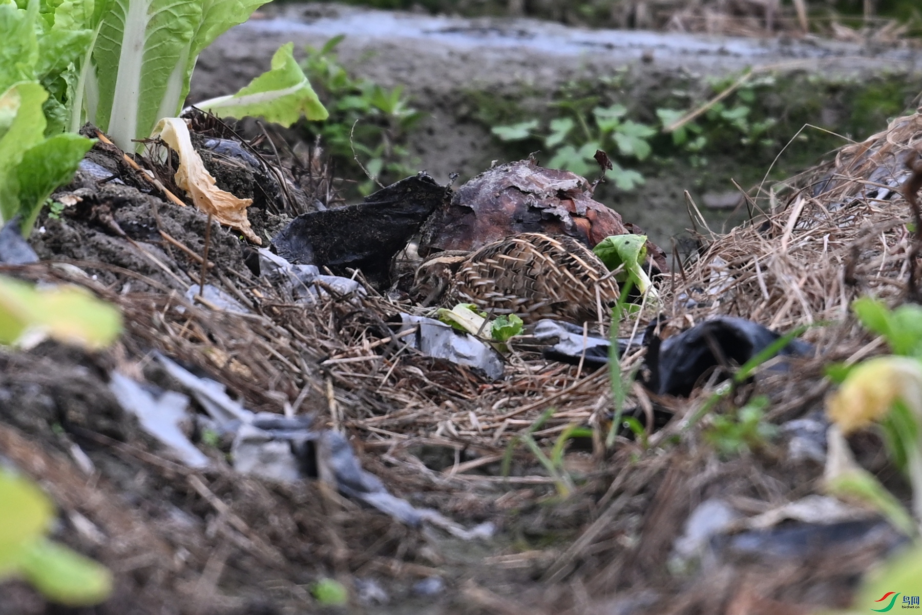 DSC_5256.JPG