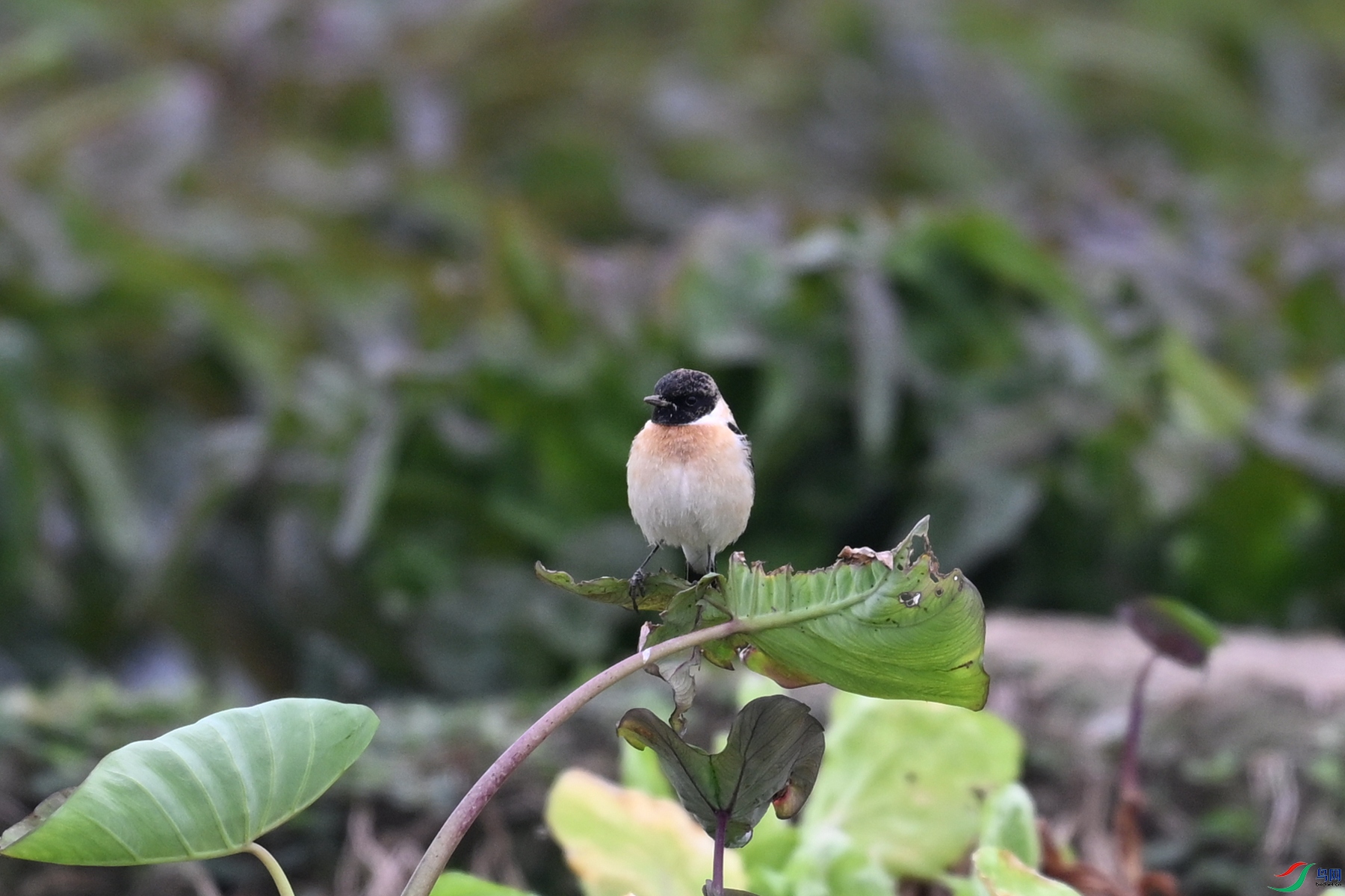 DSC_5245.JPG