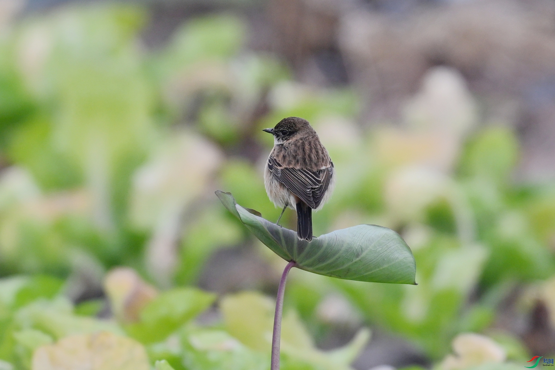 DSC_5249.JPG