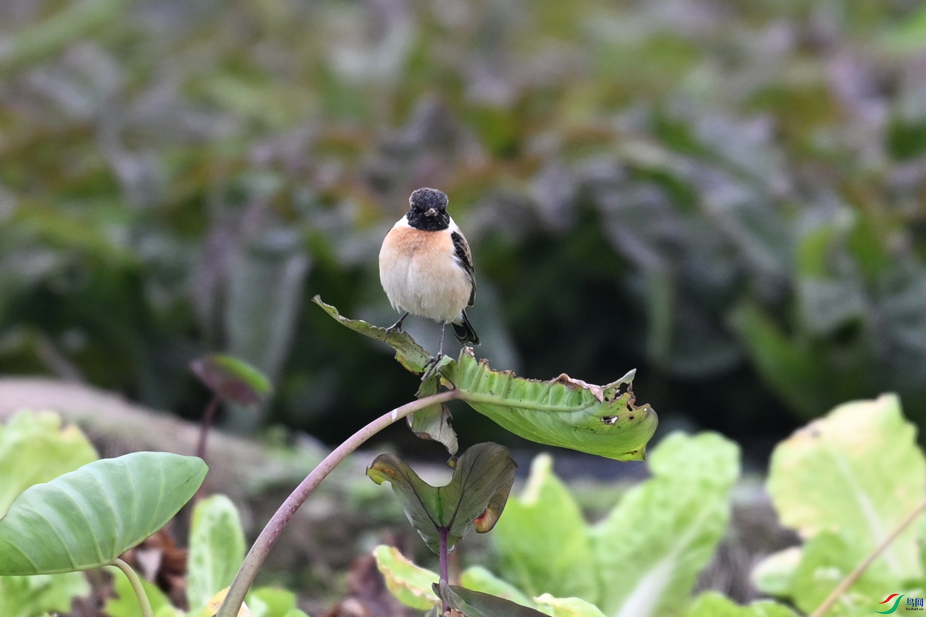 DSC_5271.JPG