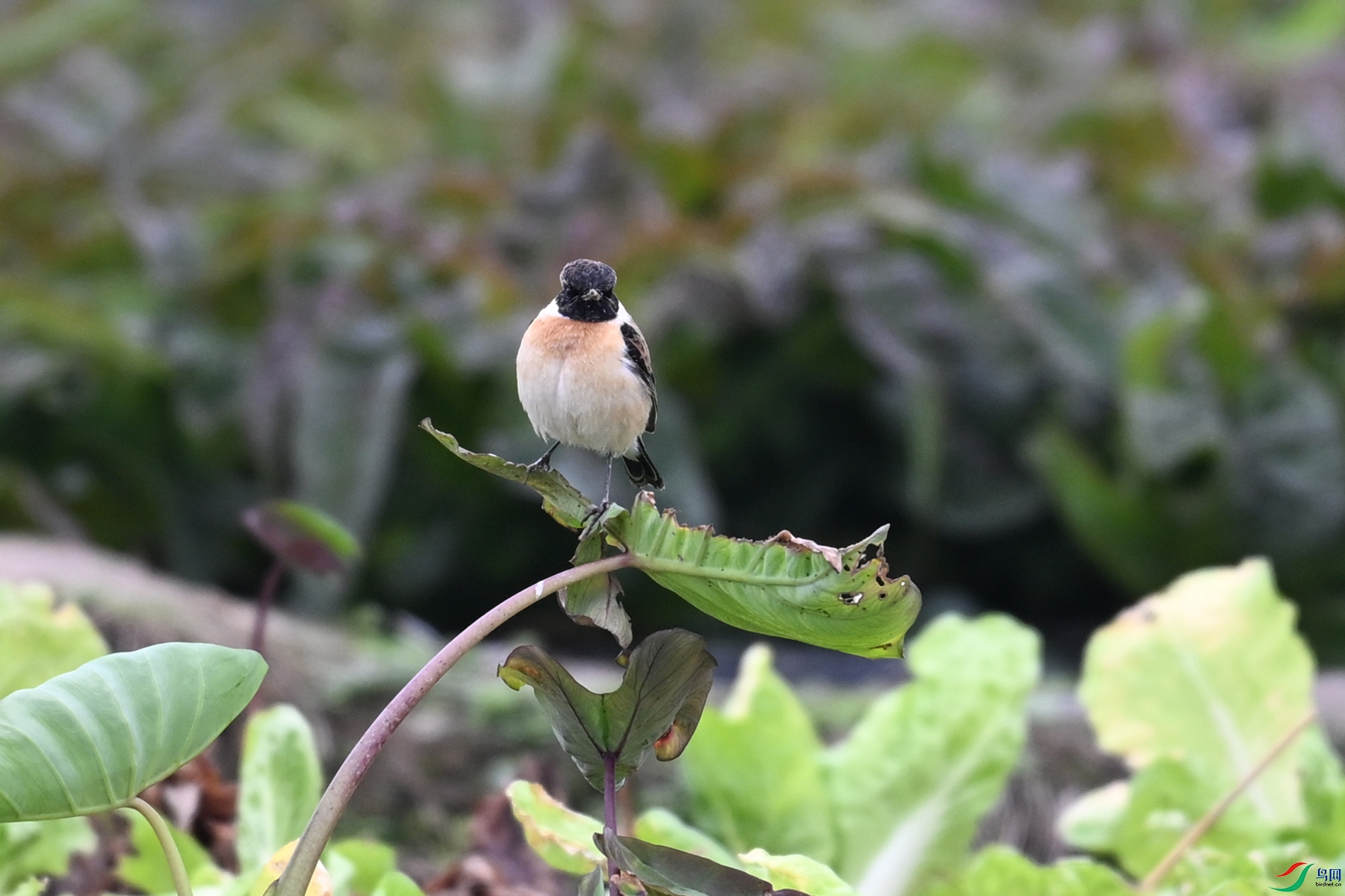 DSC_5272.JPG
