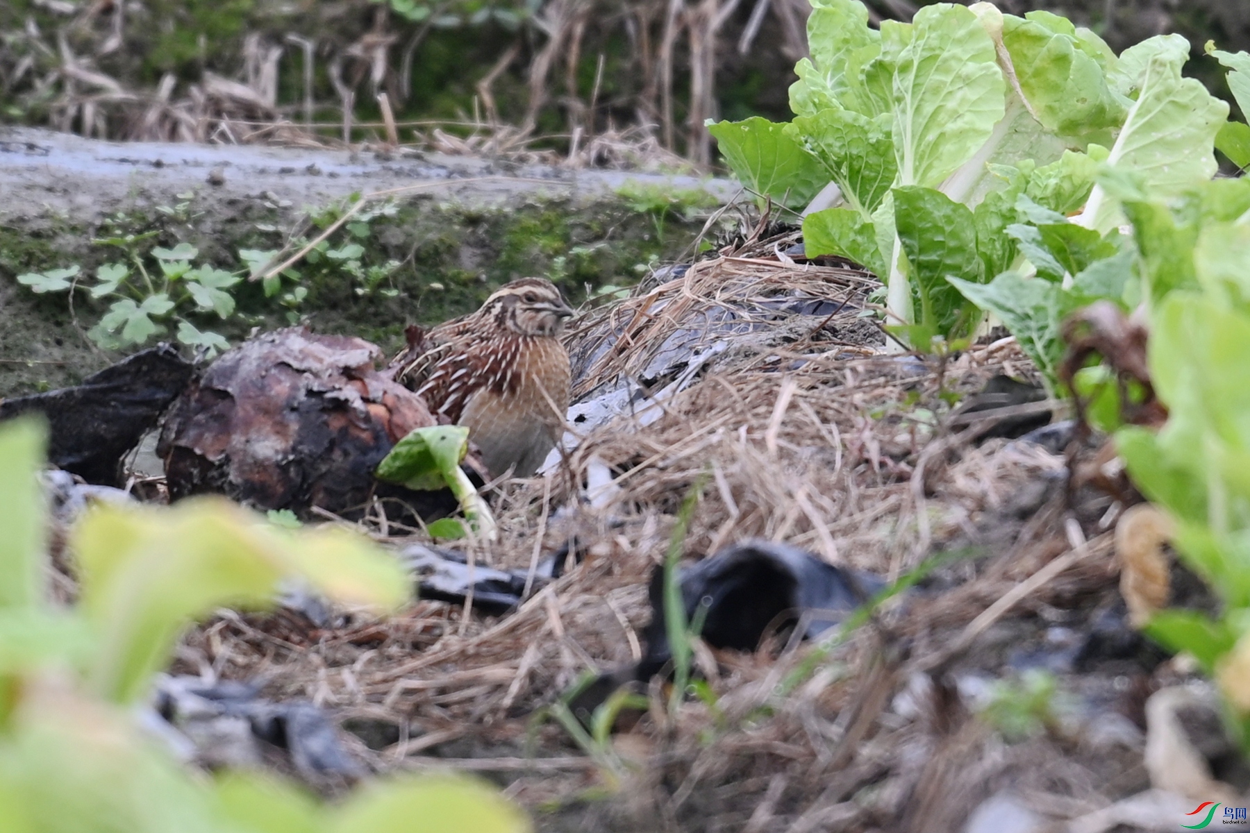 DSC_5306.JPG