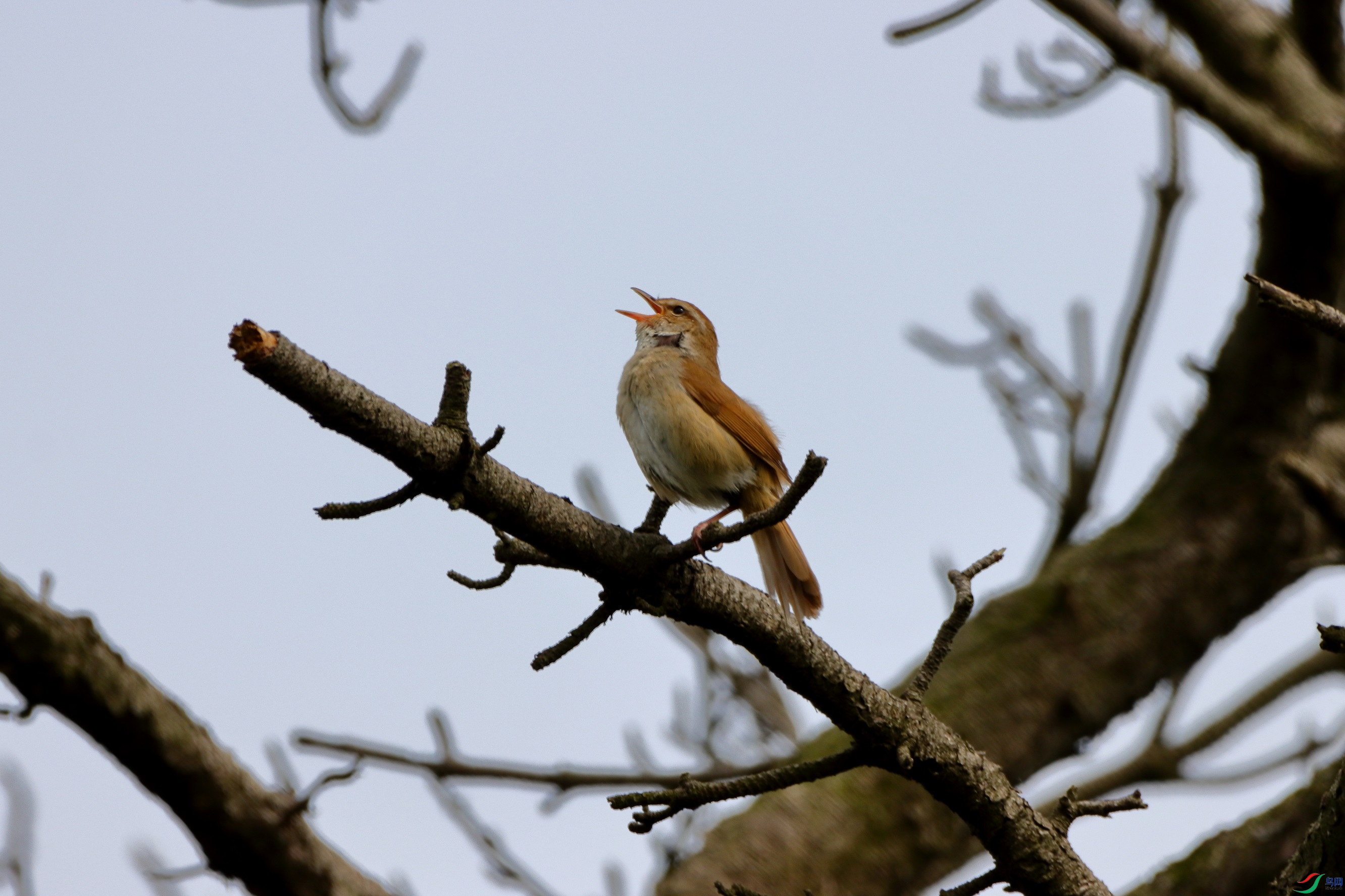 IMG_0406c1.jpg
