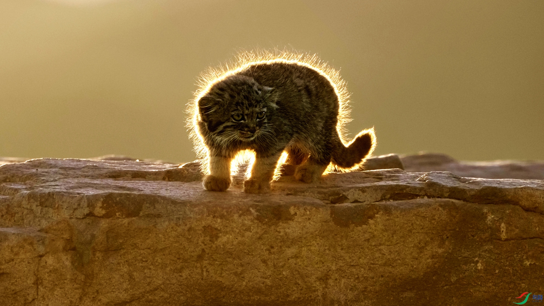 _CYG4419.jpg������ӭ���_����_����.jpg