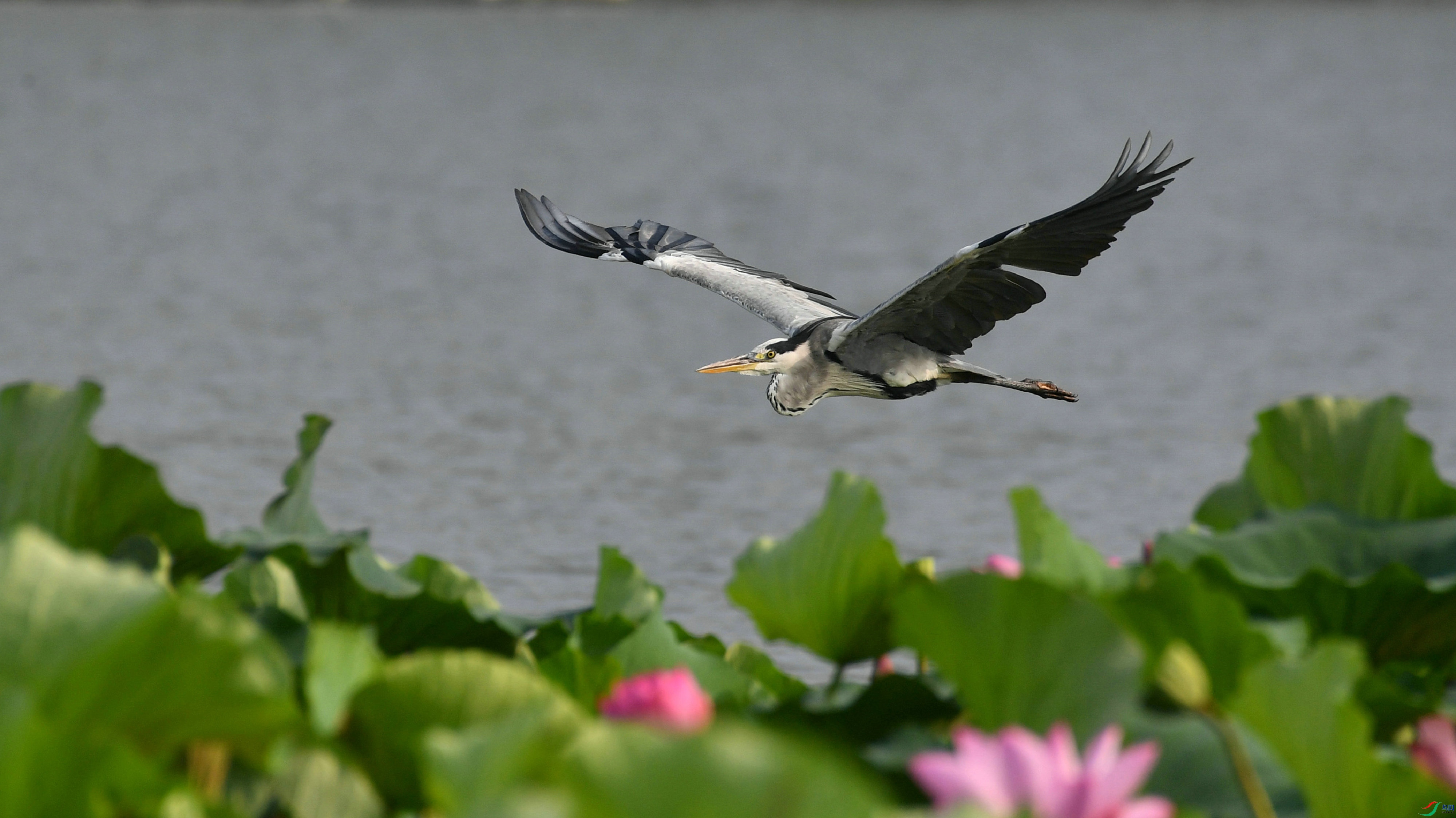 DSC_9544.JPG