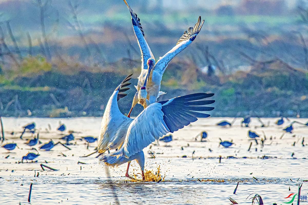 DSC_2637.jpg