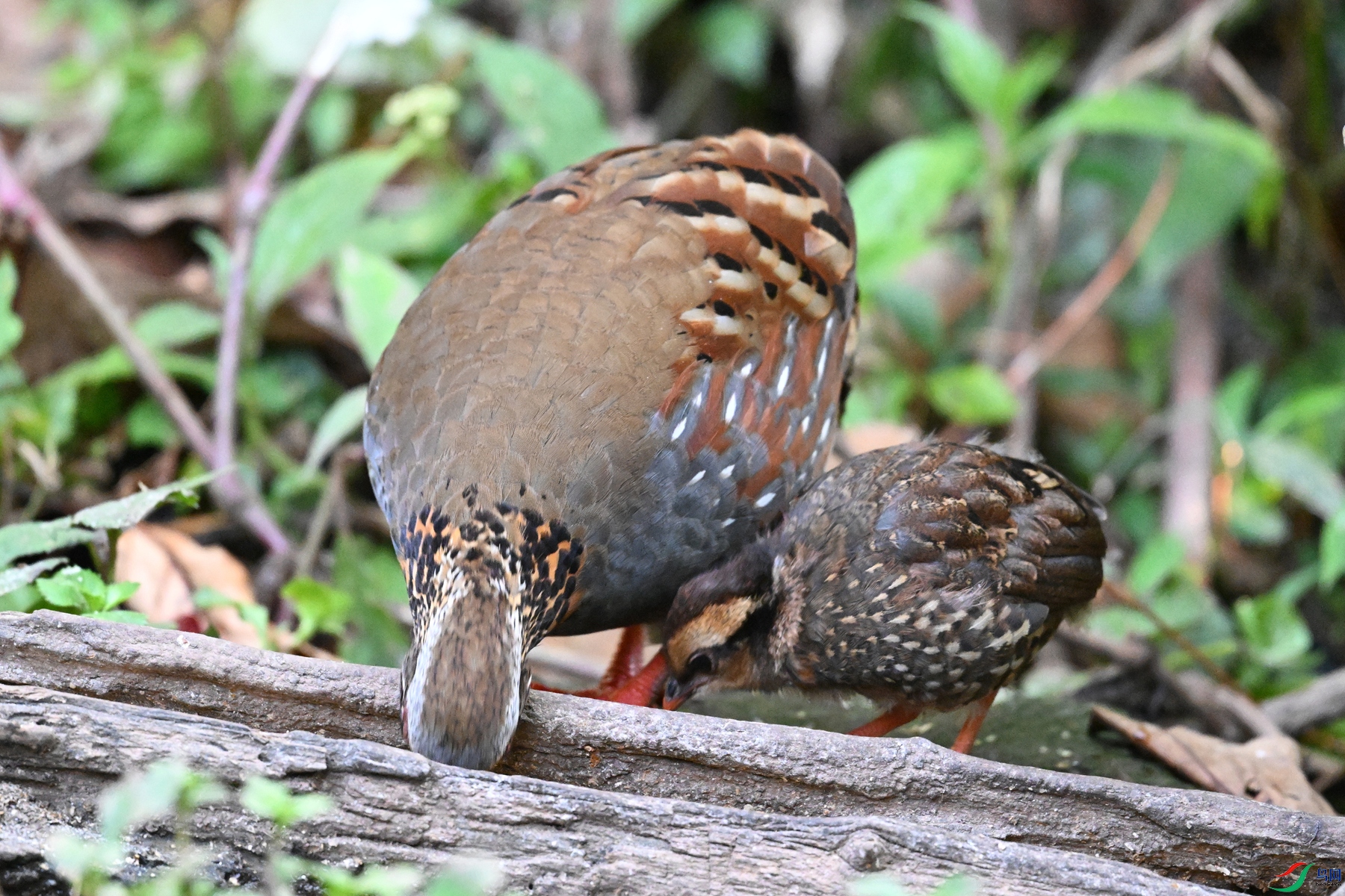 DSC_5602.JPG