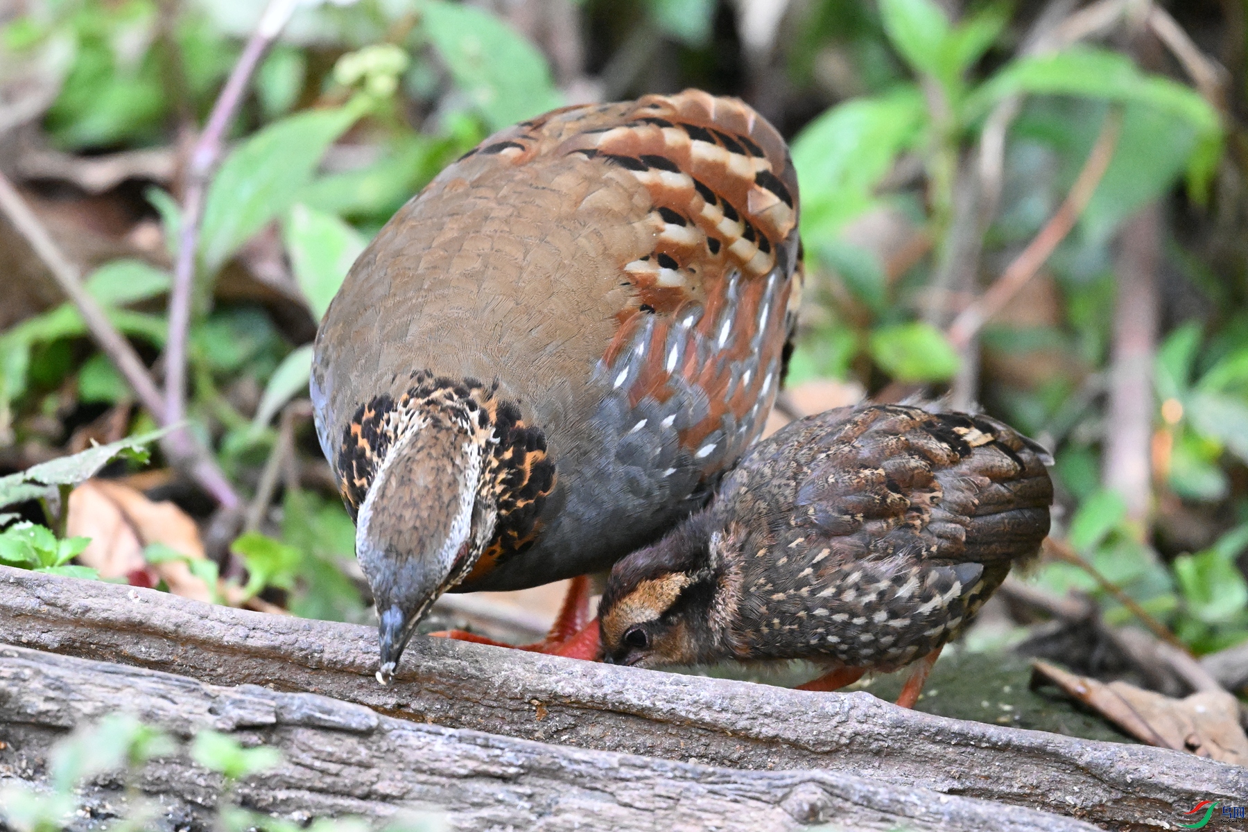 DSC_5604.JPG