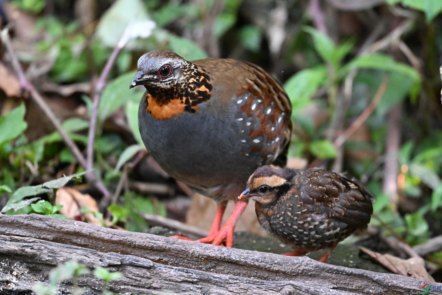 DSC_5605.JPG