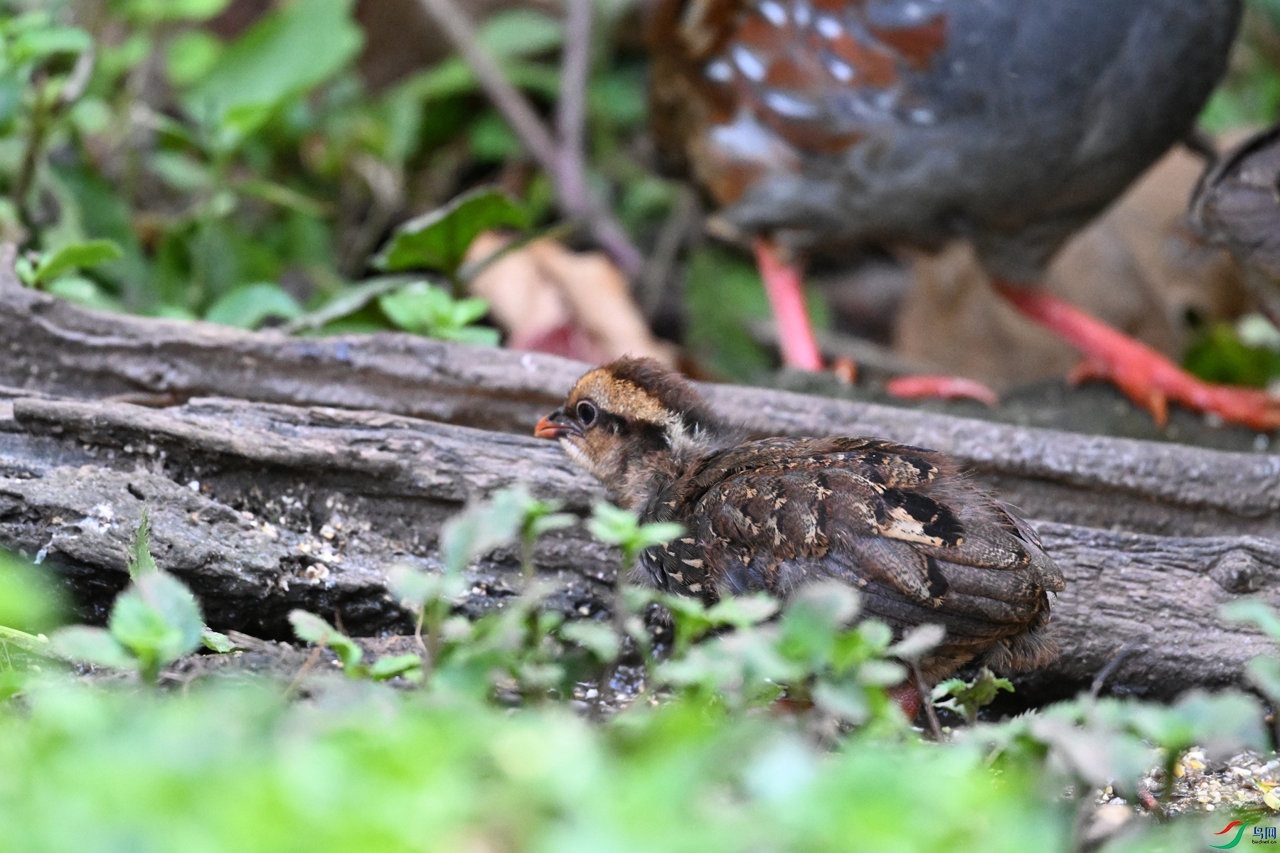 DSC_5619.JPG