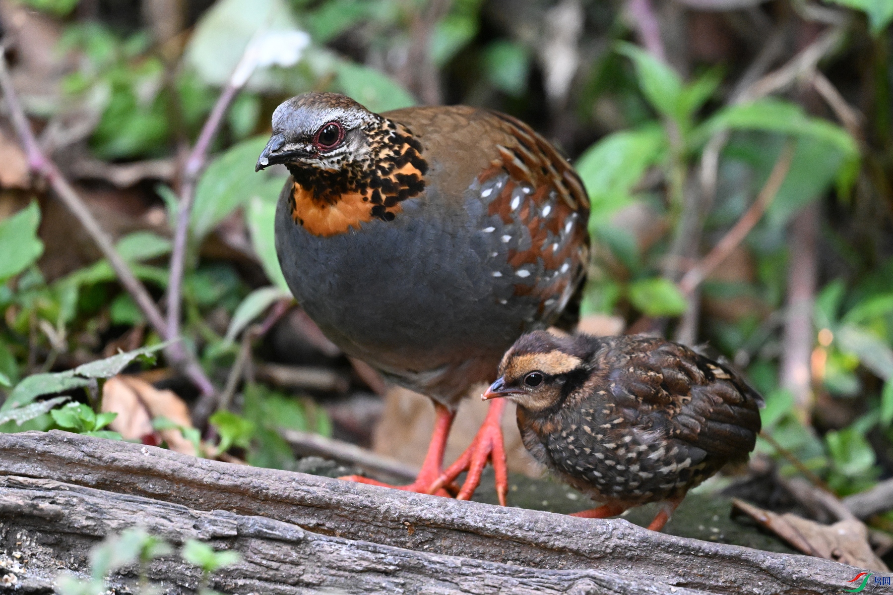 DSC_5606.JPG
