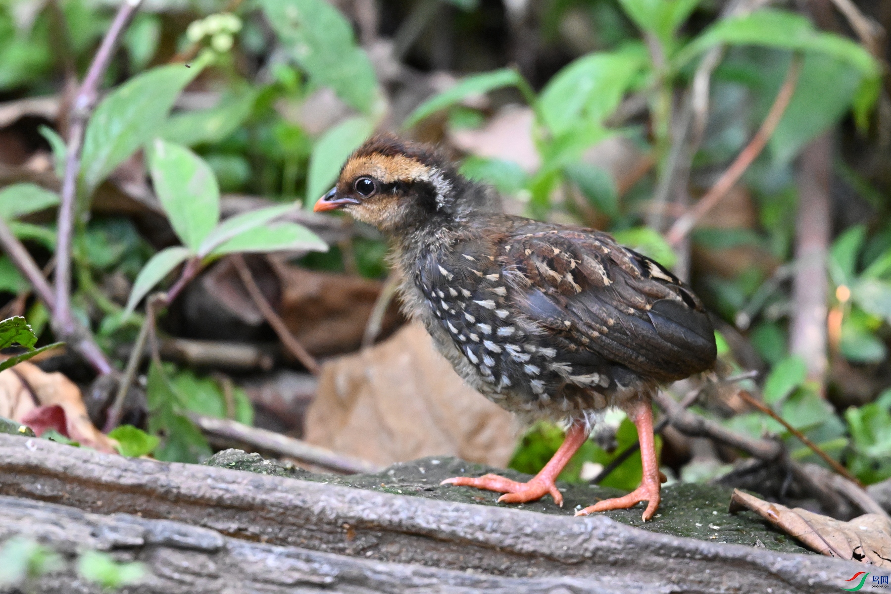 DSC_5611.JPG