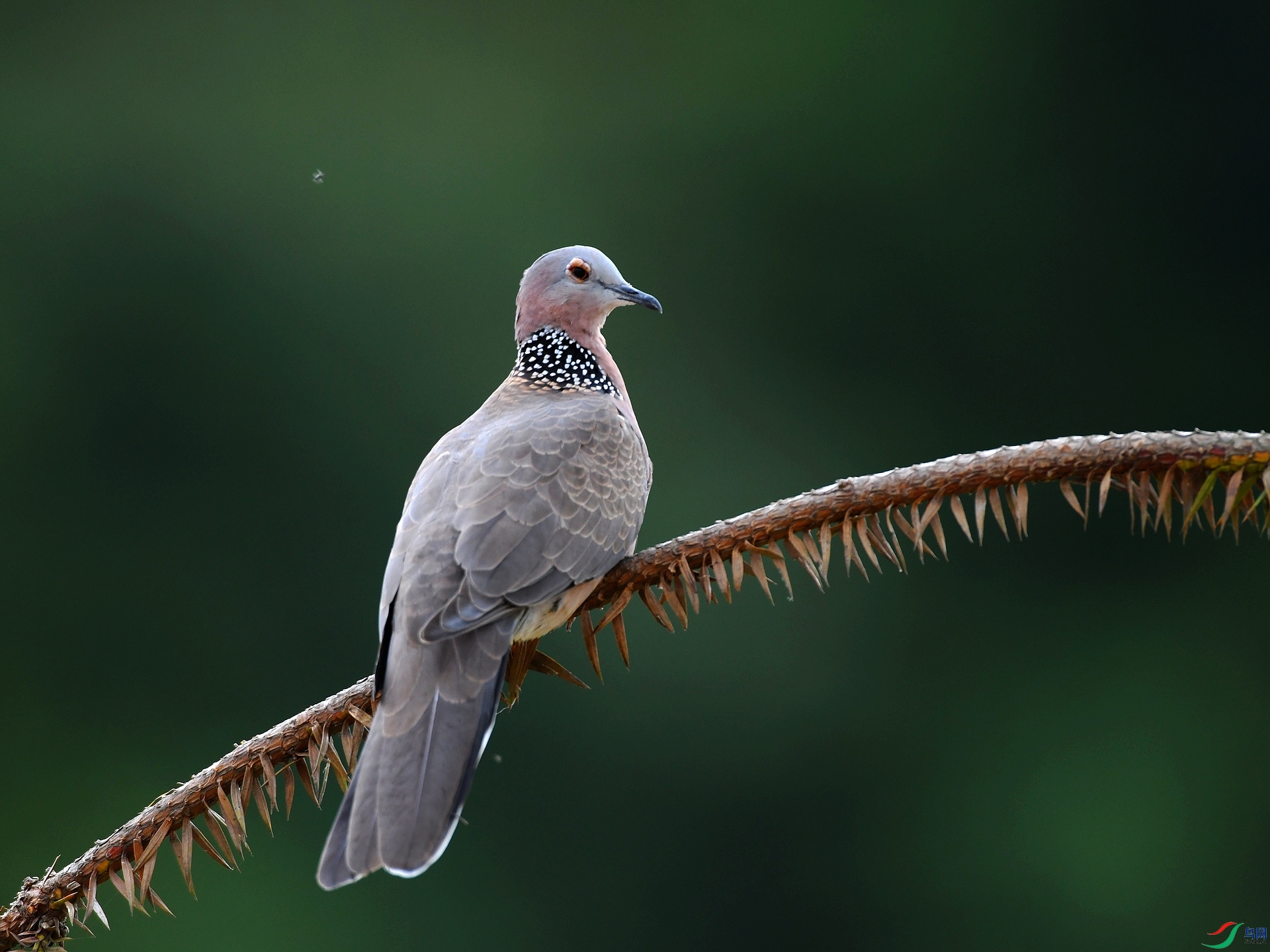 DSC_2031.jpg