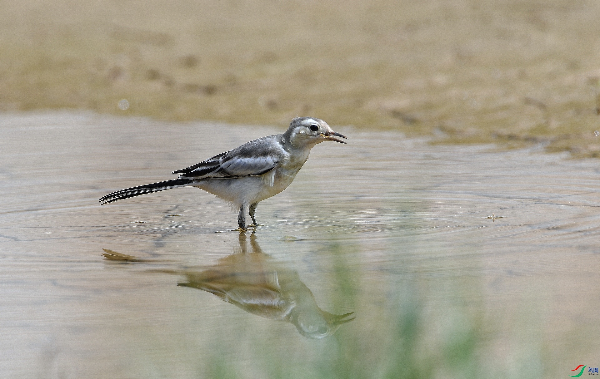 DSC_4272.jpg