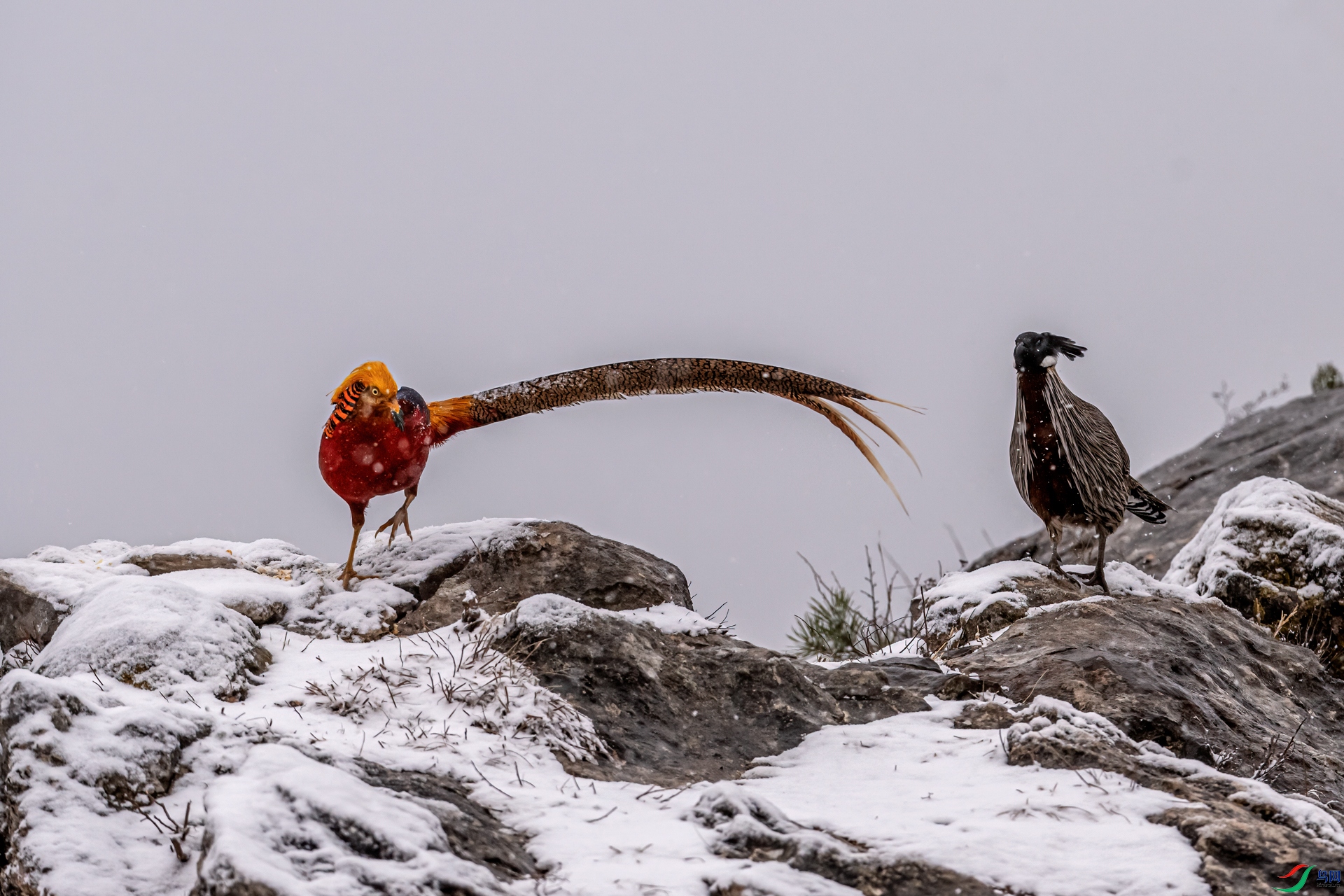 DSC_2056-11.jpg