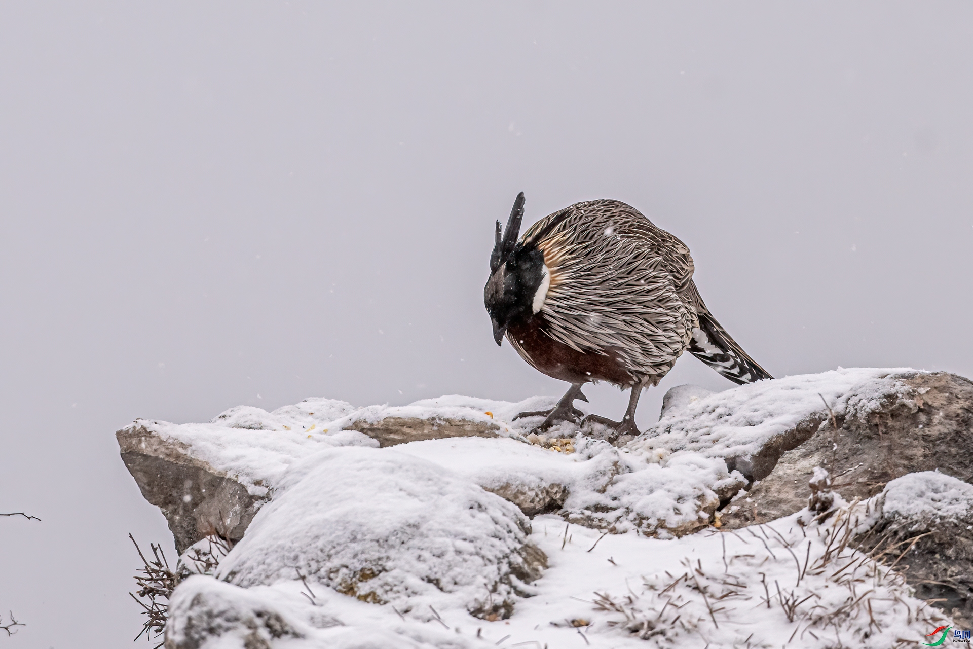DSC_2062-11.jpg