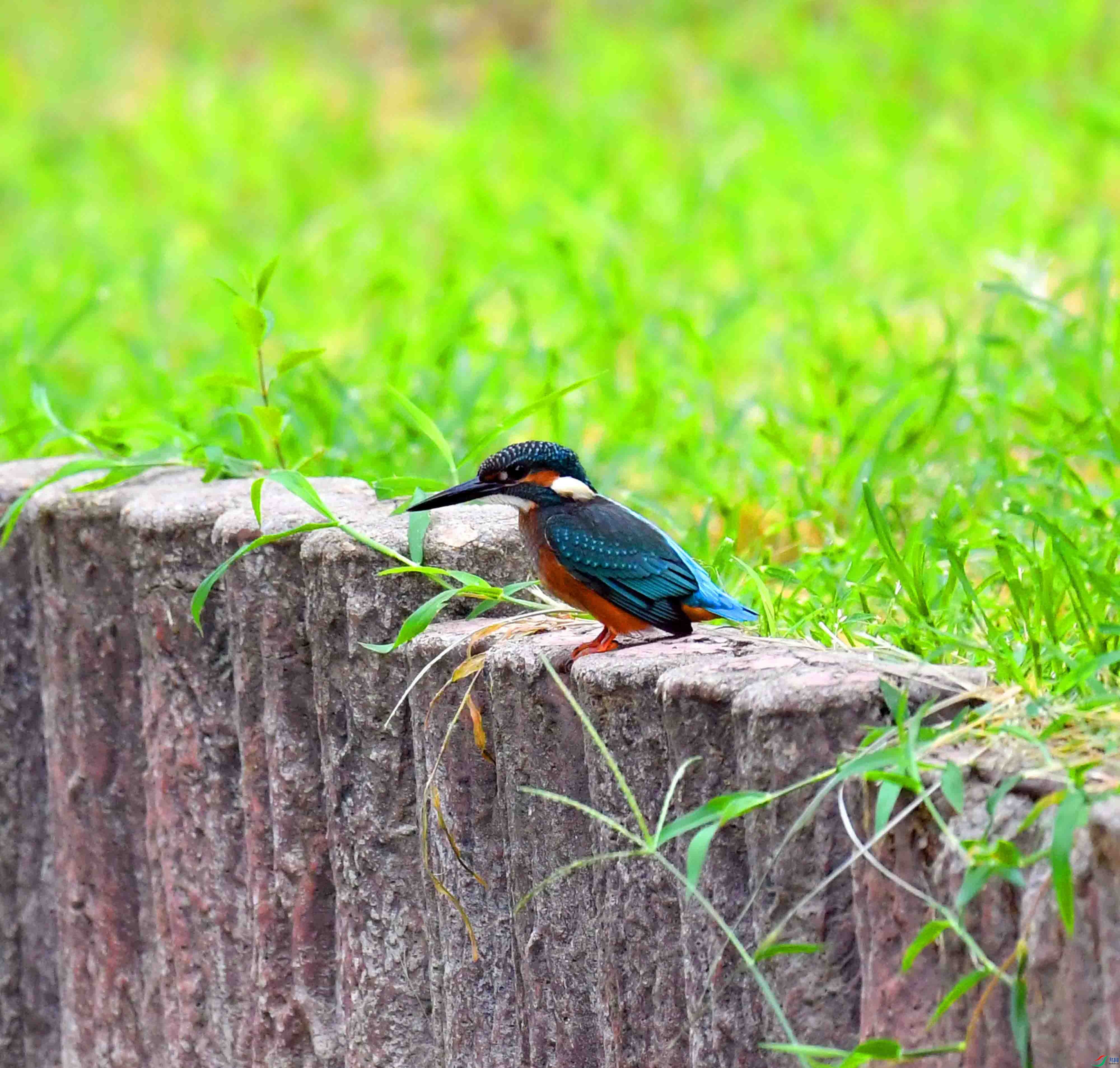 DSC_0326.JPG