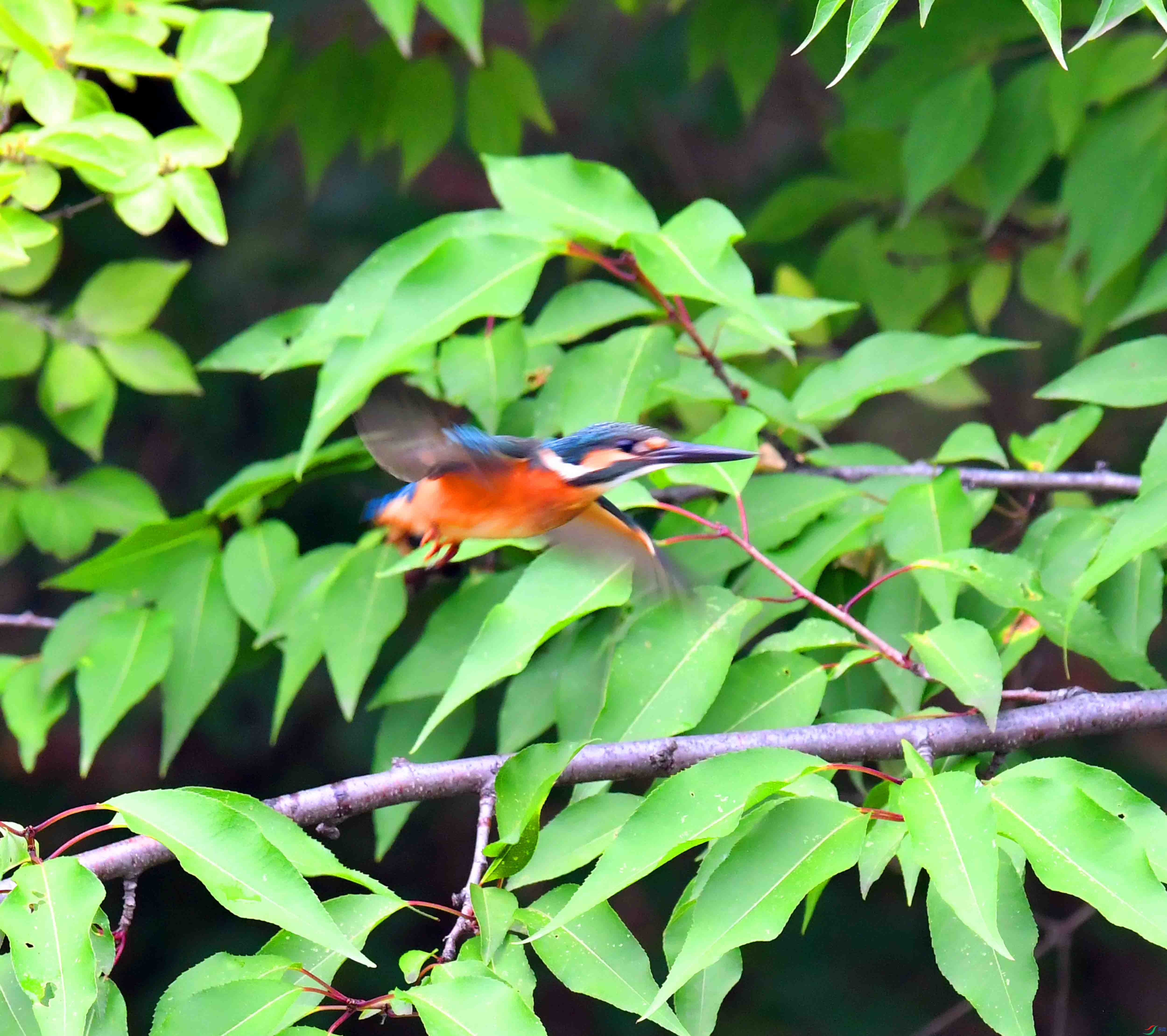 DSC_4333.JPG
