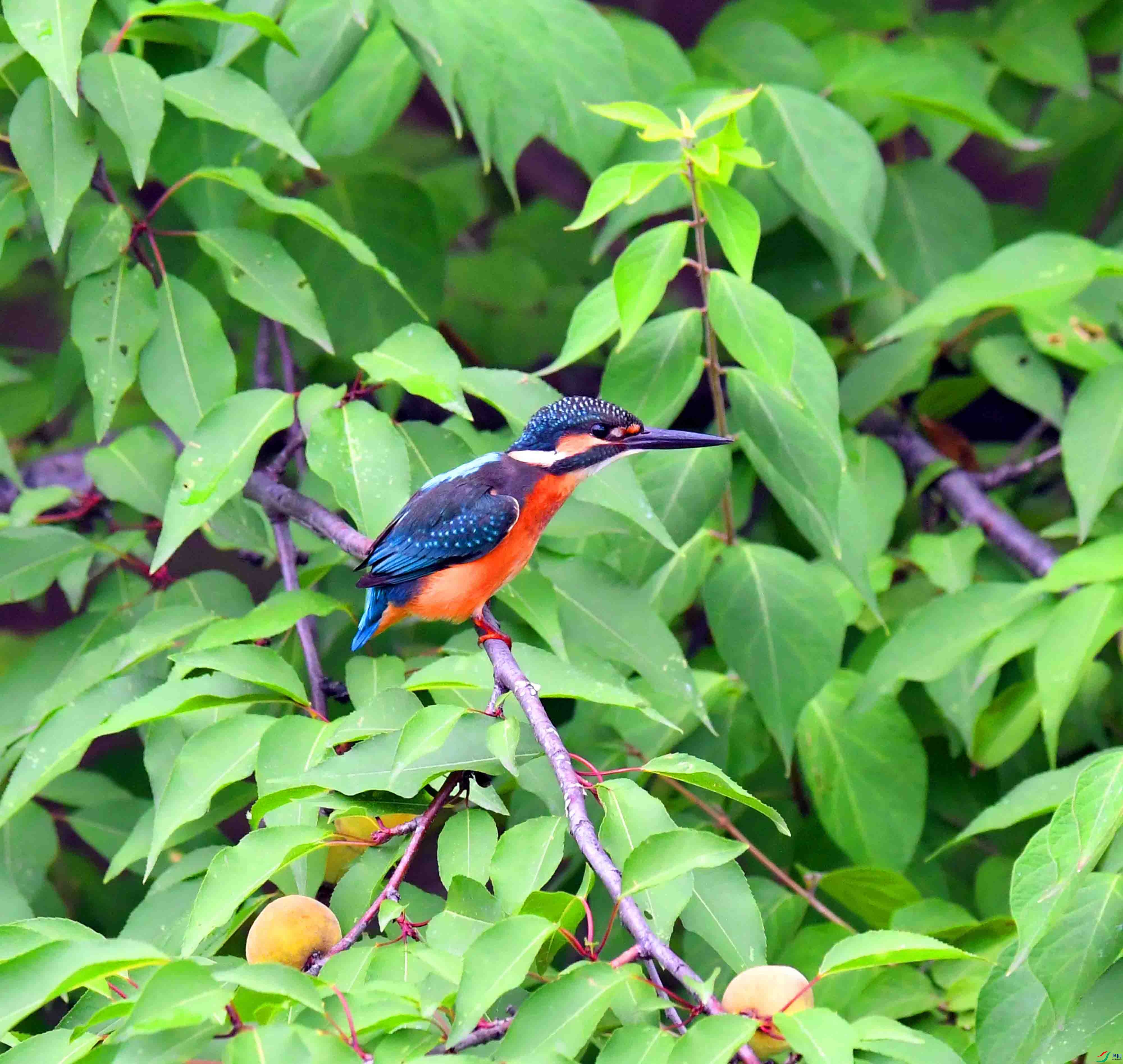 DSC_4338.JPG