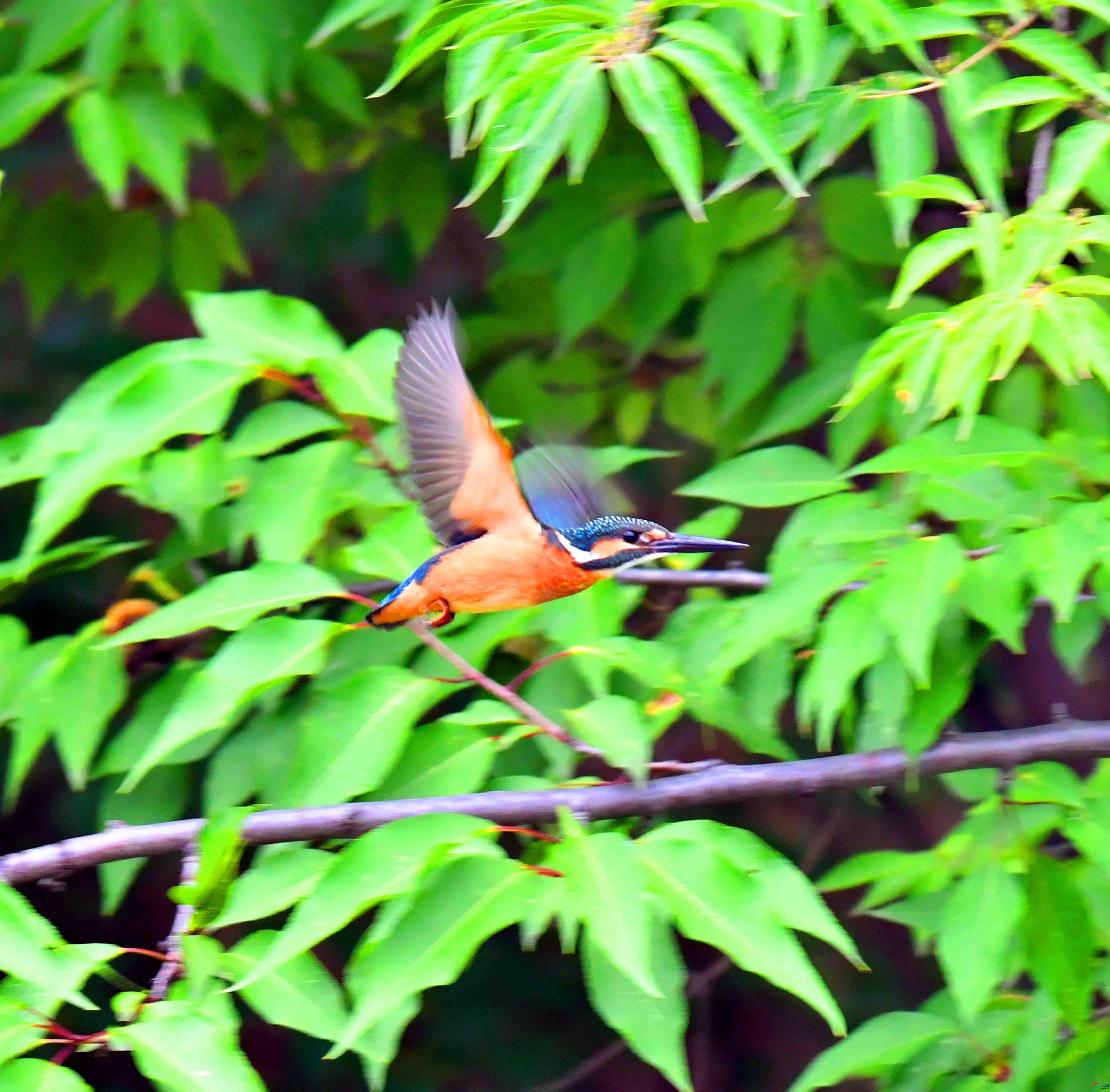 DSC_4334.JPG