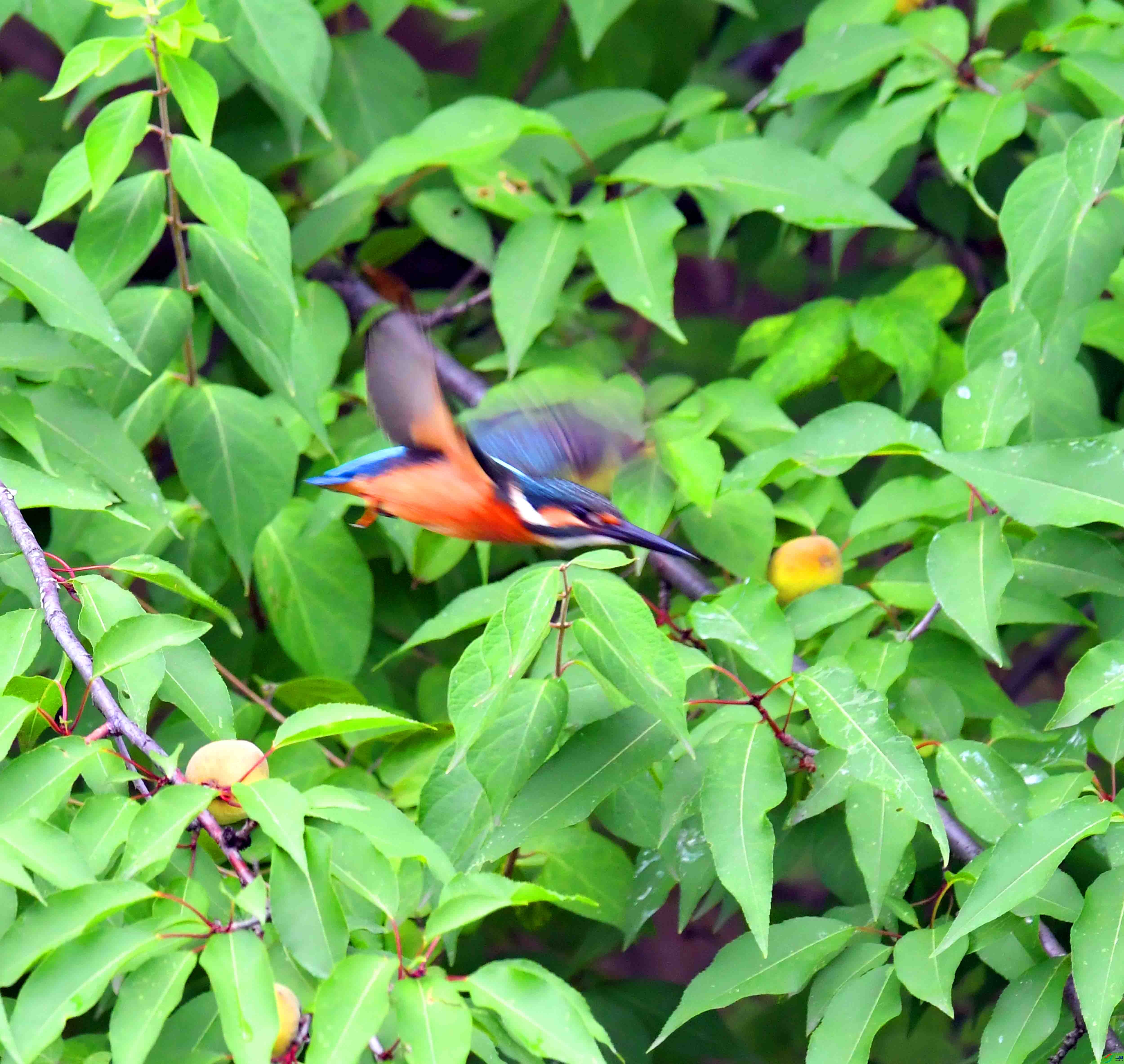 DSC_4344.JPG