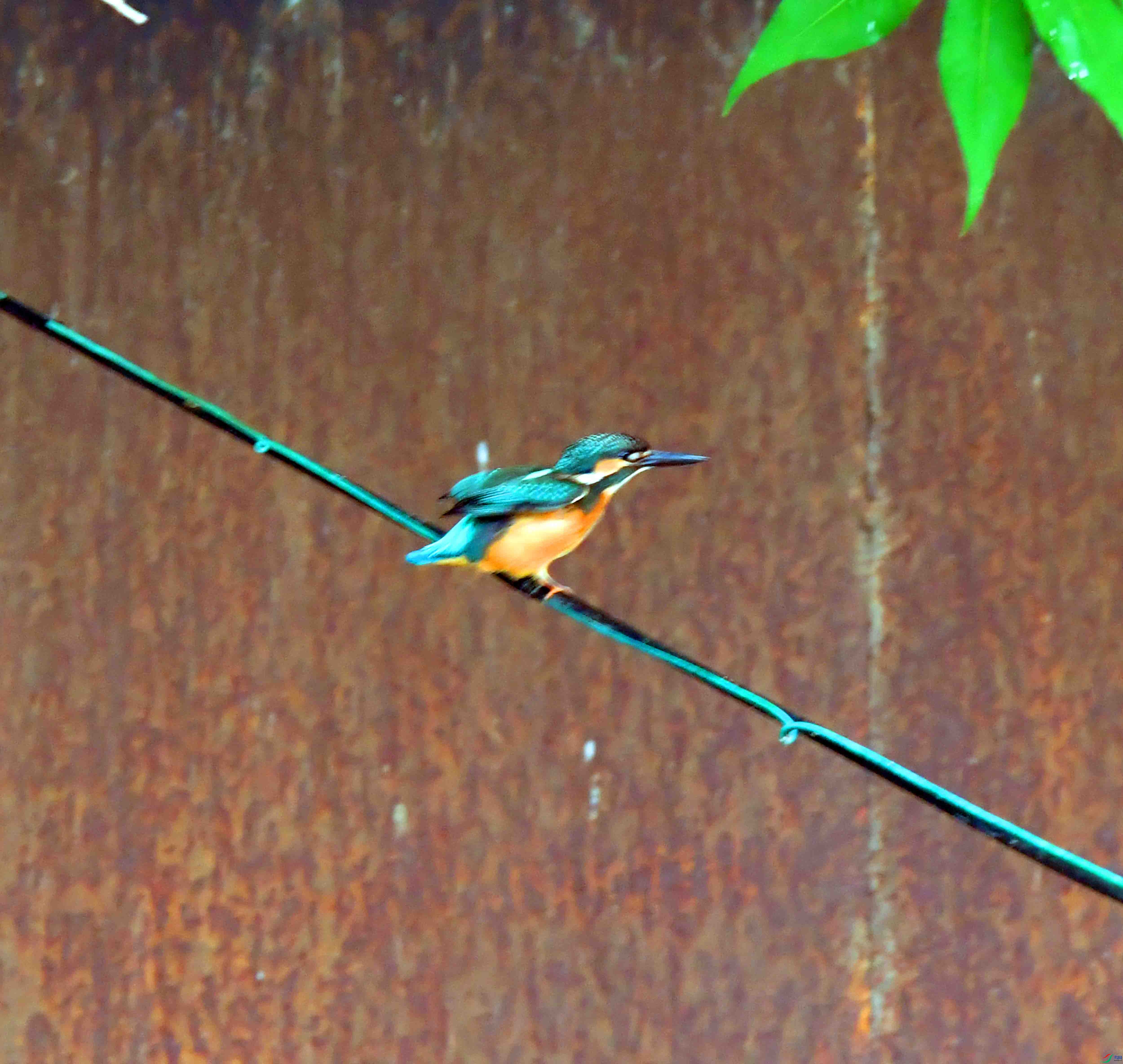DSC_4349.JPG