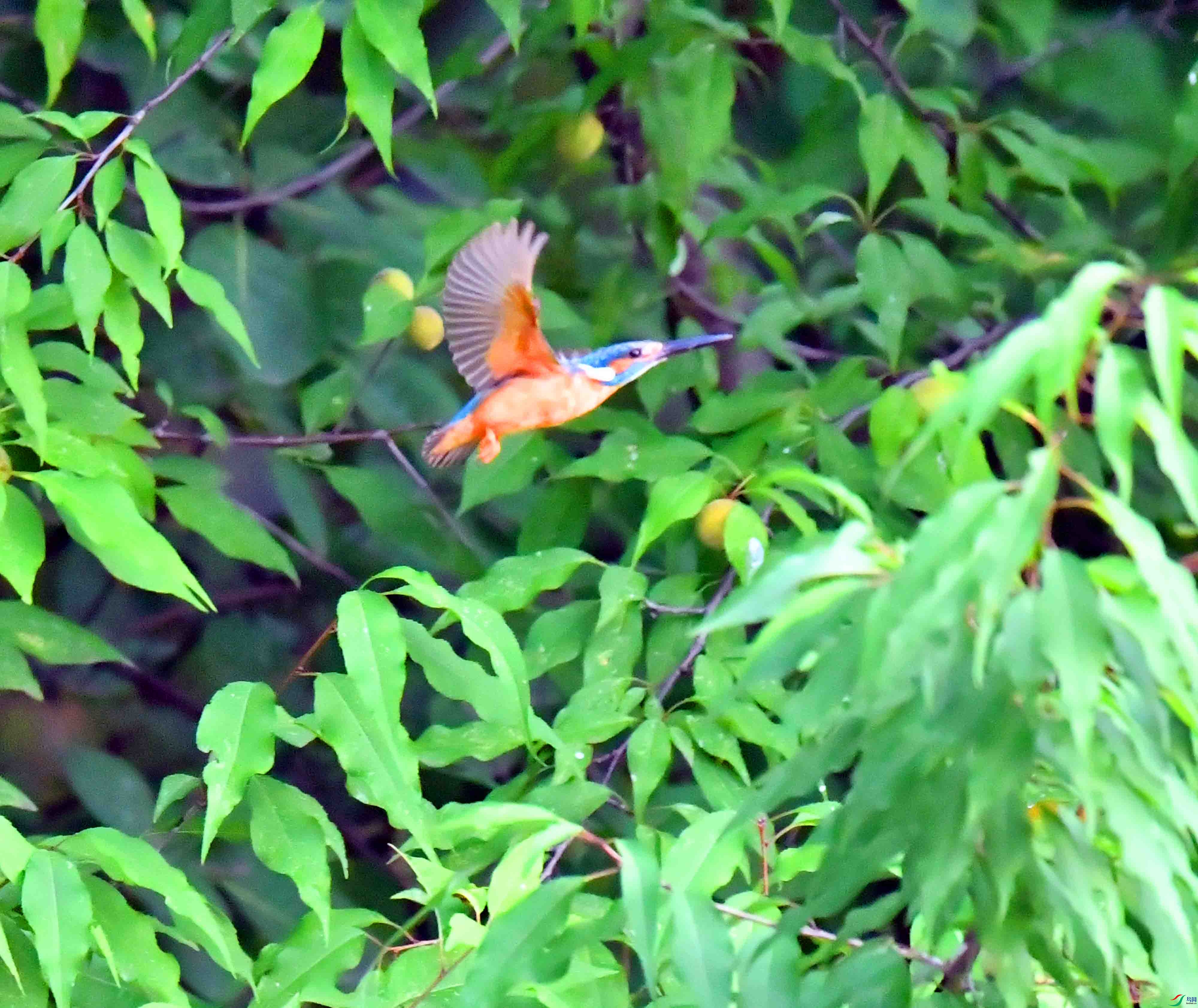 DSC_4987.JPG