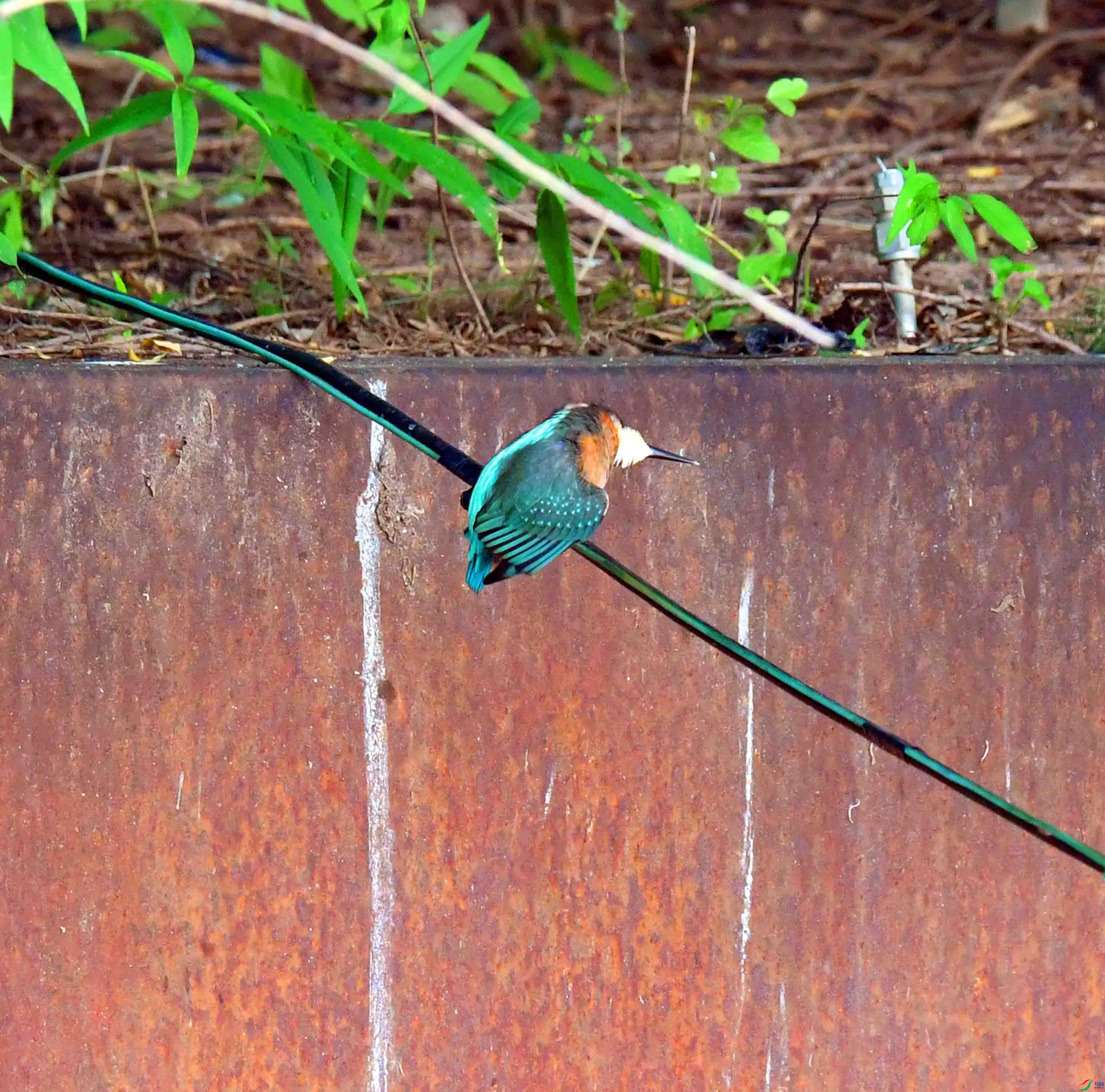 DSC_5275.JPG