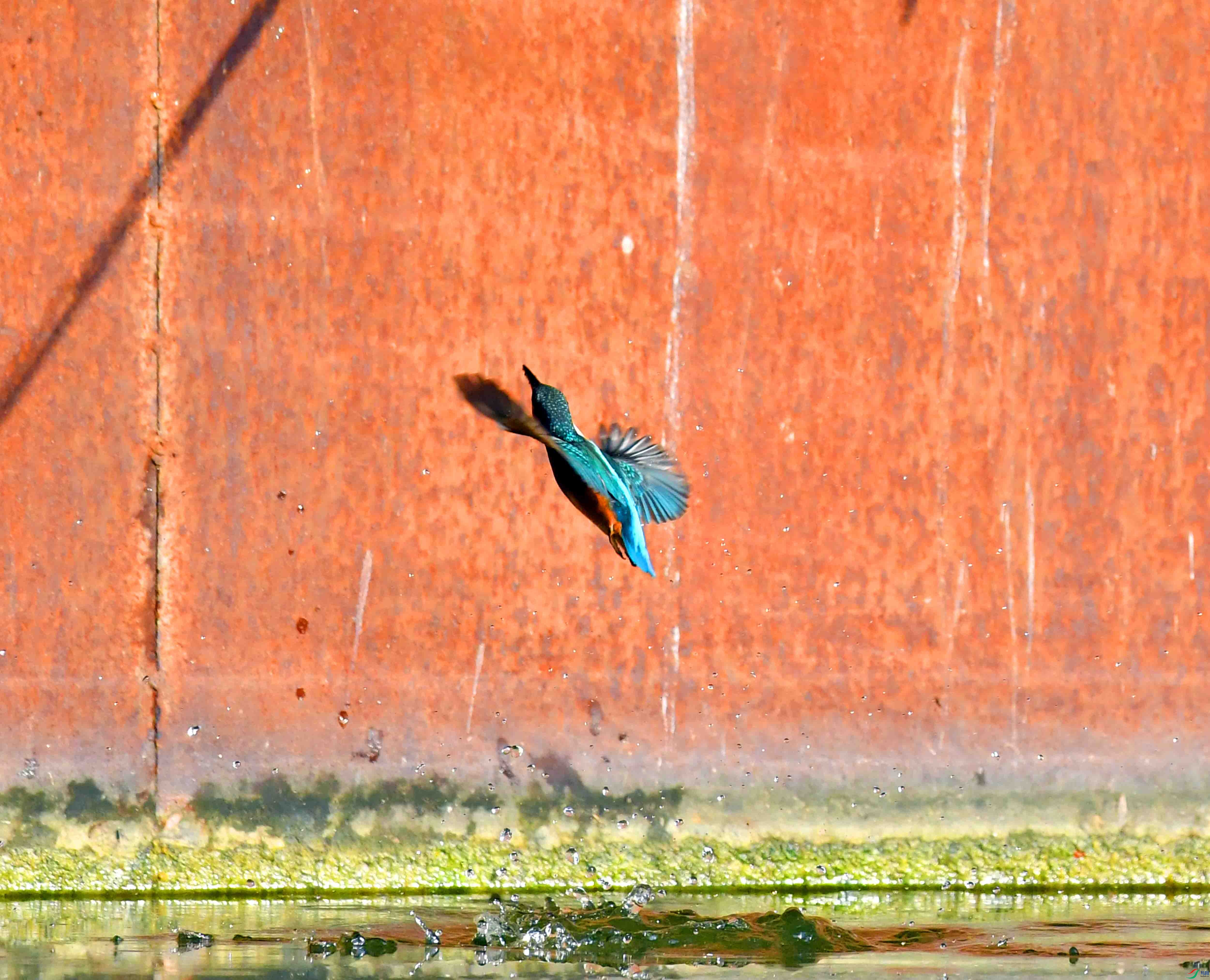 DSC_5318.JPG