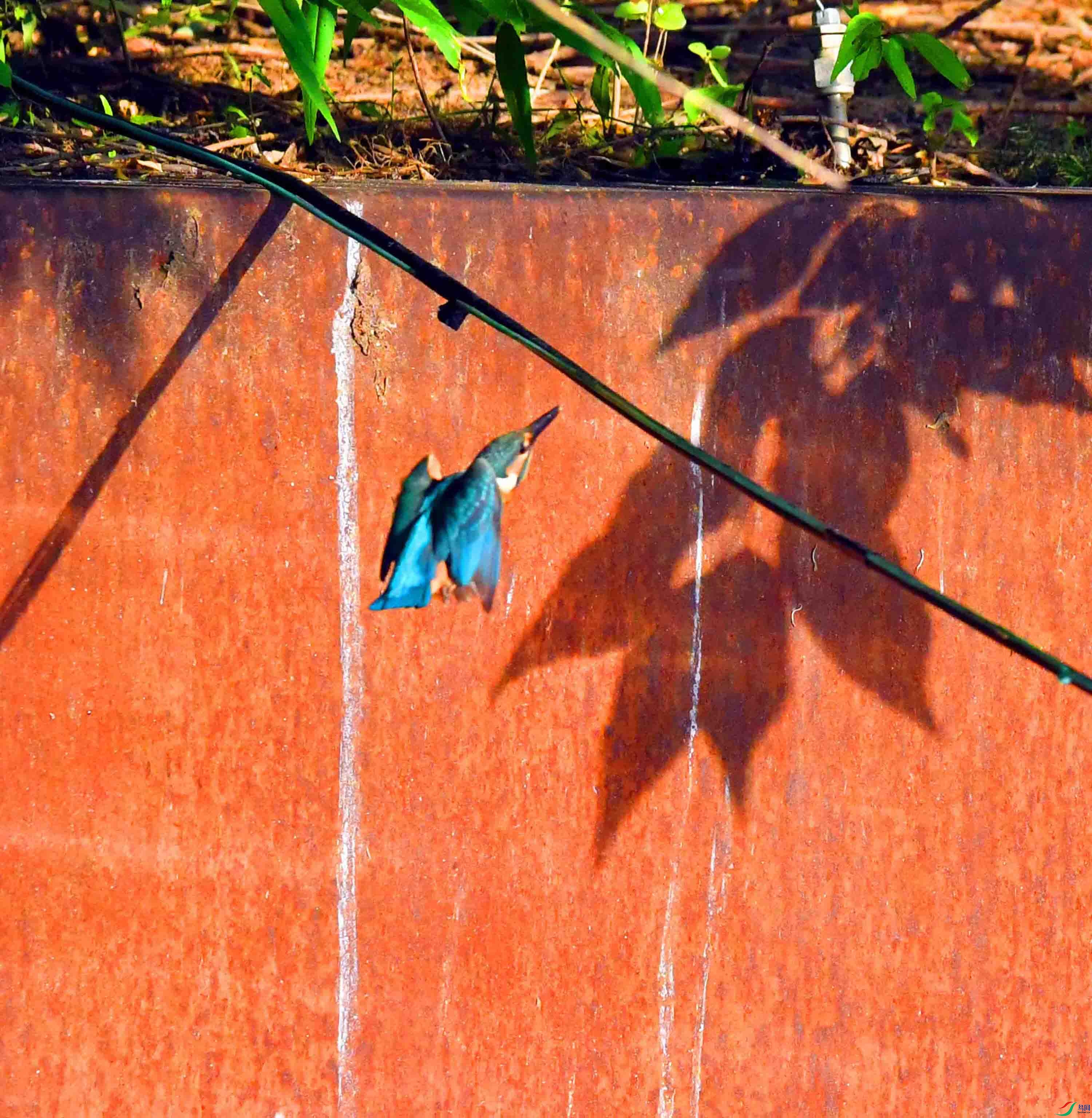 DSC_5322.JPG