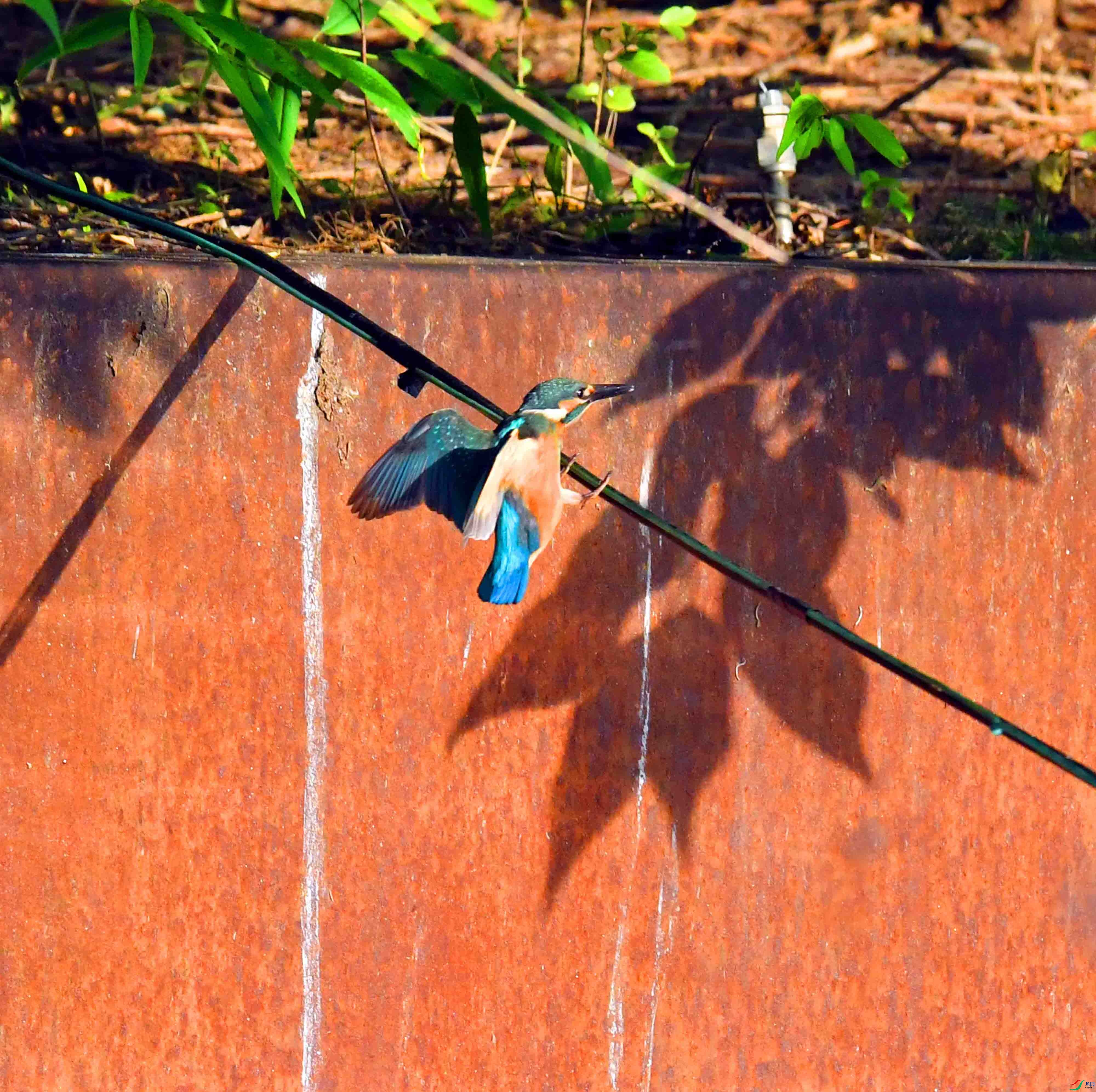 DSC_5323.JPG