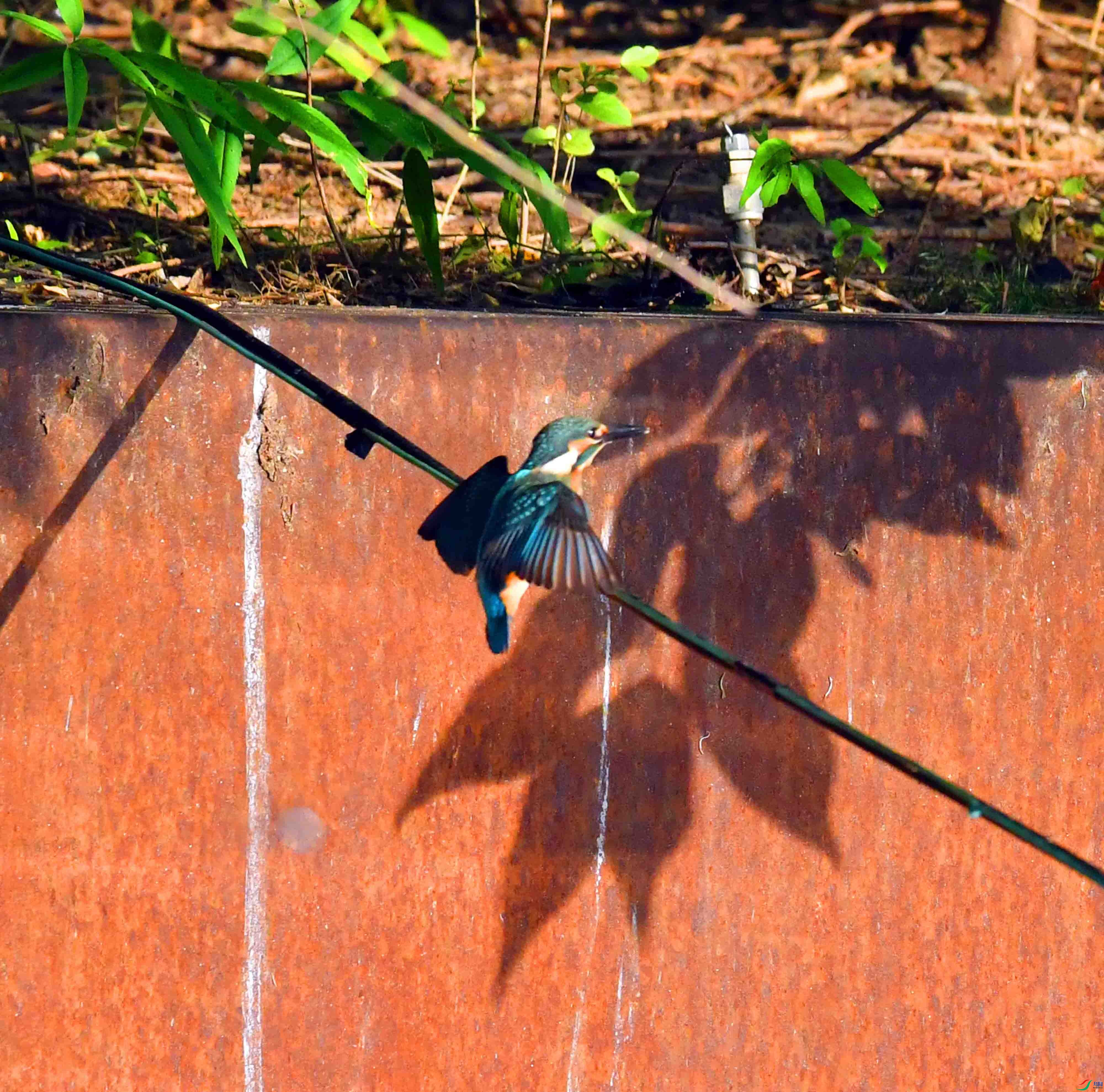 DSC_5324.JPG