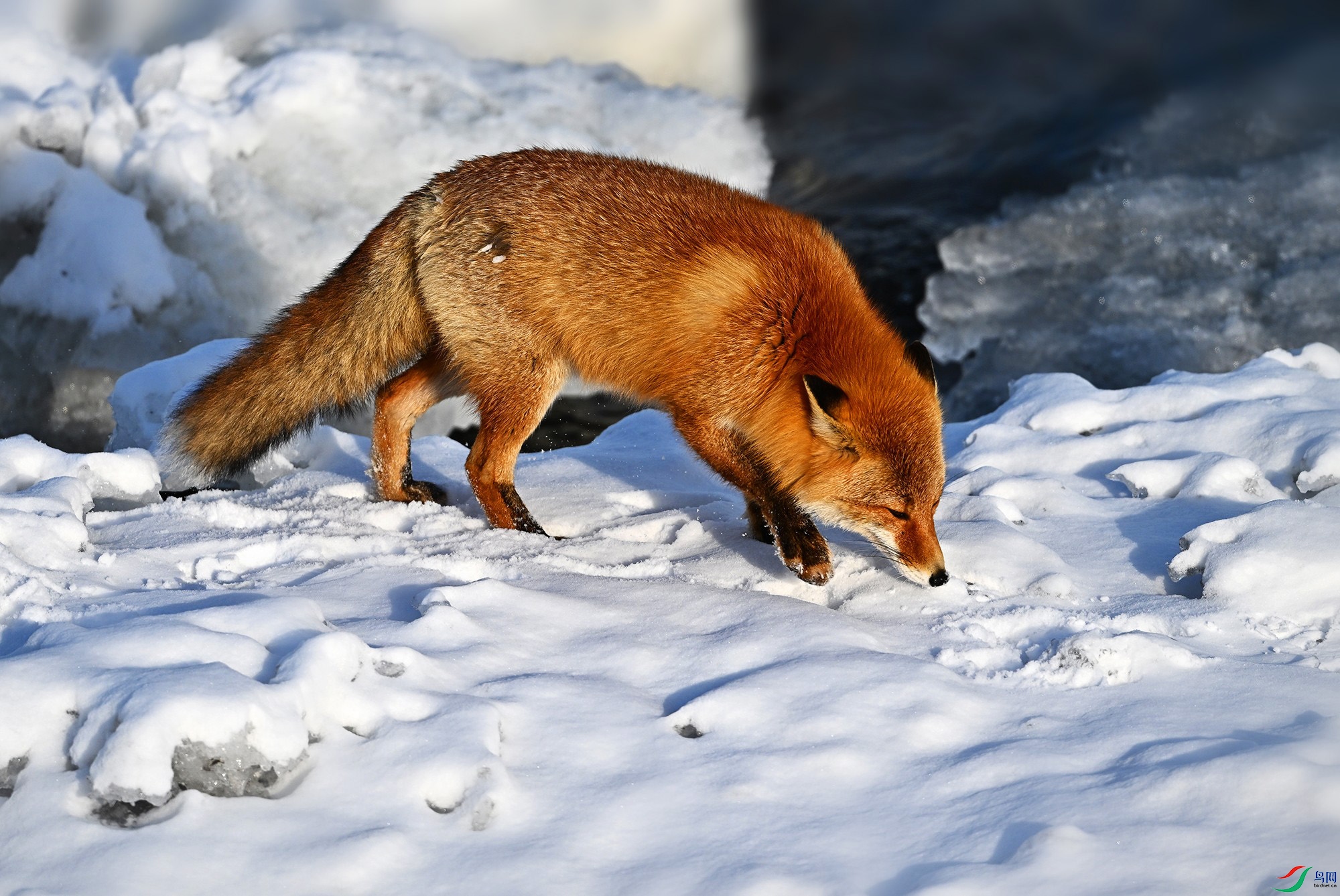 DSC_0088_.jpg