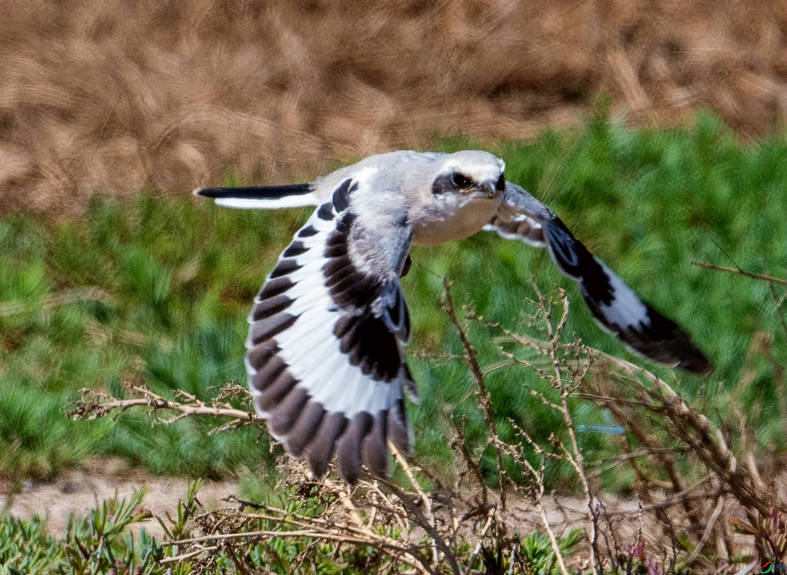 DSC_0176_����.jpg