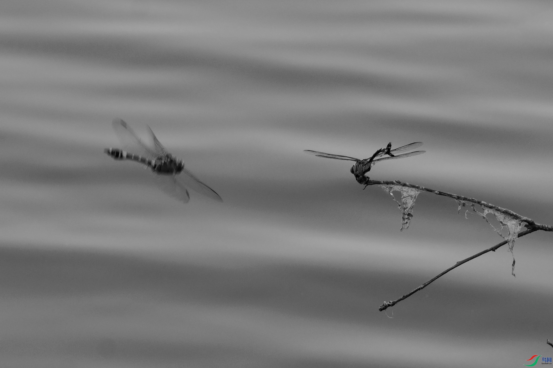 _DSC8102.jpg
