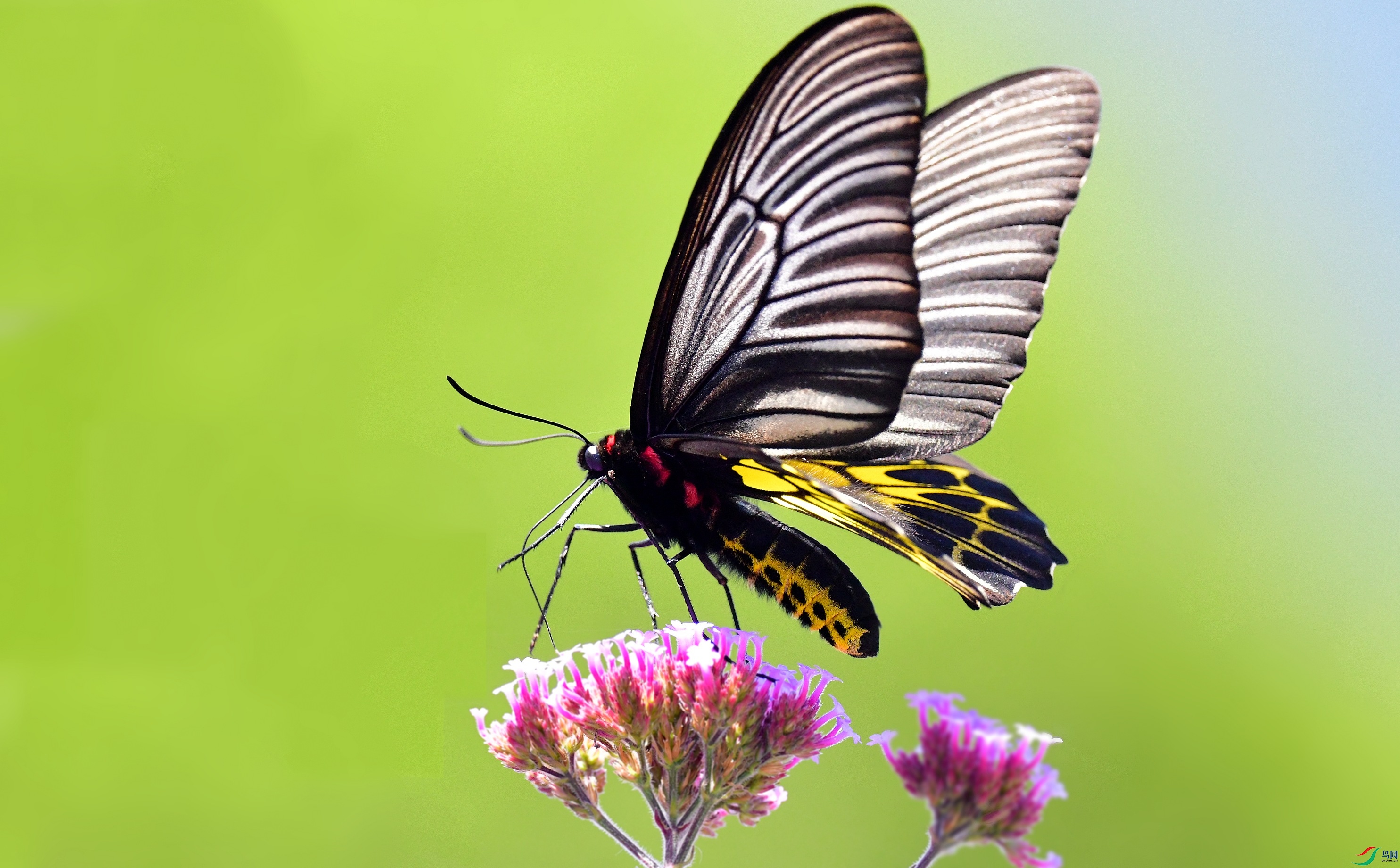 DSC_8083_conew10.jpg